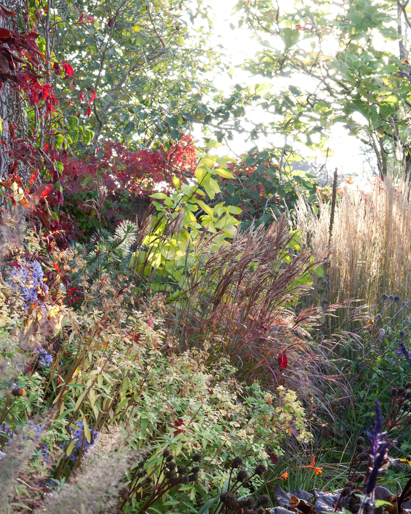 Autumnal photographs from the archive shot at @llanovergarden
#GardenInspiration
#PerennialGarden
#OrnamentalGrasses
#PlantTextures
#NaturalisticPlanting
#MixedBorders
#ColourAndForm
#AutumnGarden
#GardenPhotography
#BotanicalBeauty
#GardenDesign
#Welshgardens
#UKGardens
#BritishGardens
#llanovergarden