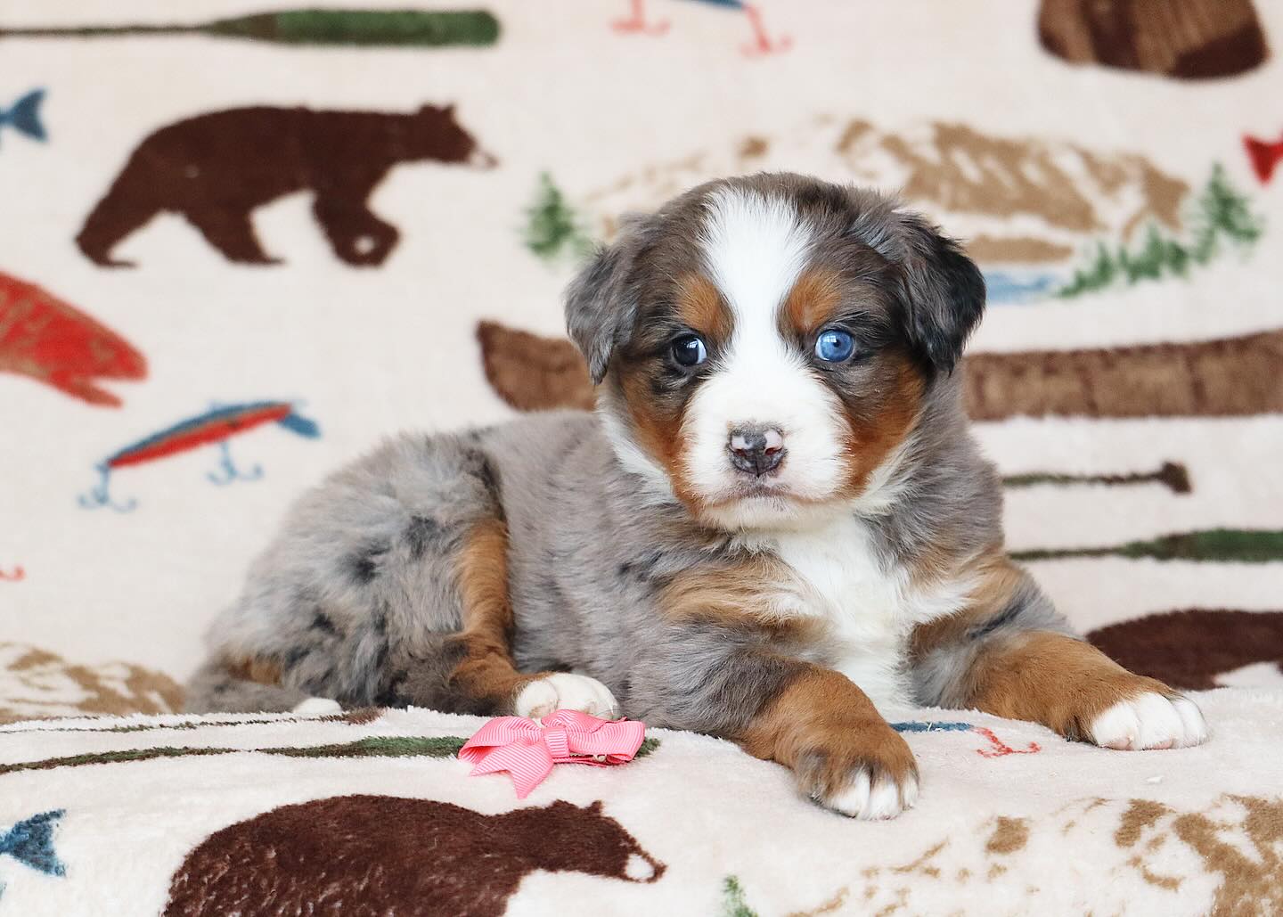 Let me Reintroduce this litter as we had our first oops in a long time, these babies were actually sired by GUS, so these babies are Australian mountain dogs (not doodles). Born September 19th, 2025 and will be 9 weeks old November 20th, 2025. Frida is our Serbian import bernese girl and Gus is 3/4 bernese 1/4 Aussie… #lkaustralianmountaindogs #australianmountaindog