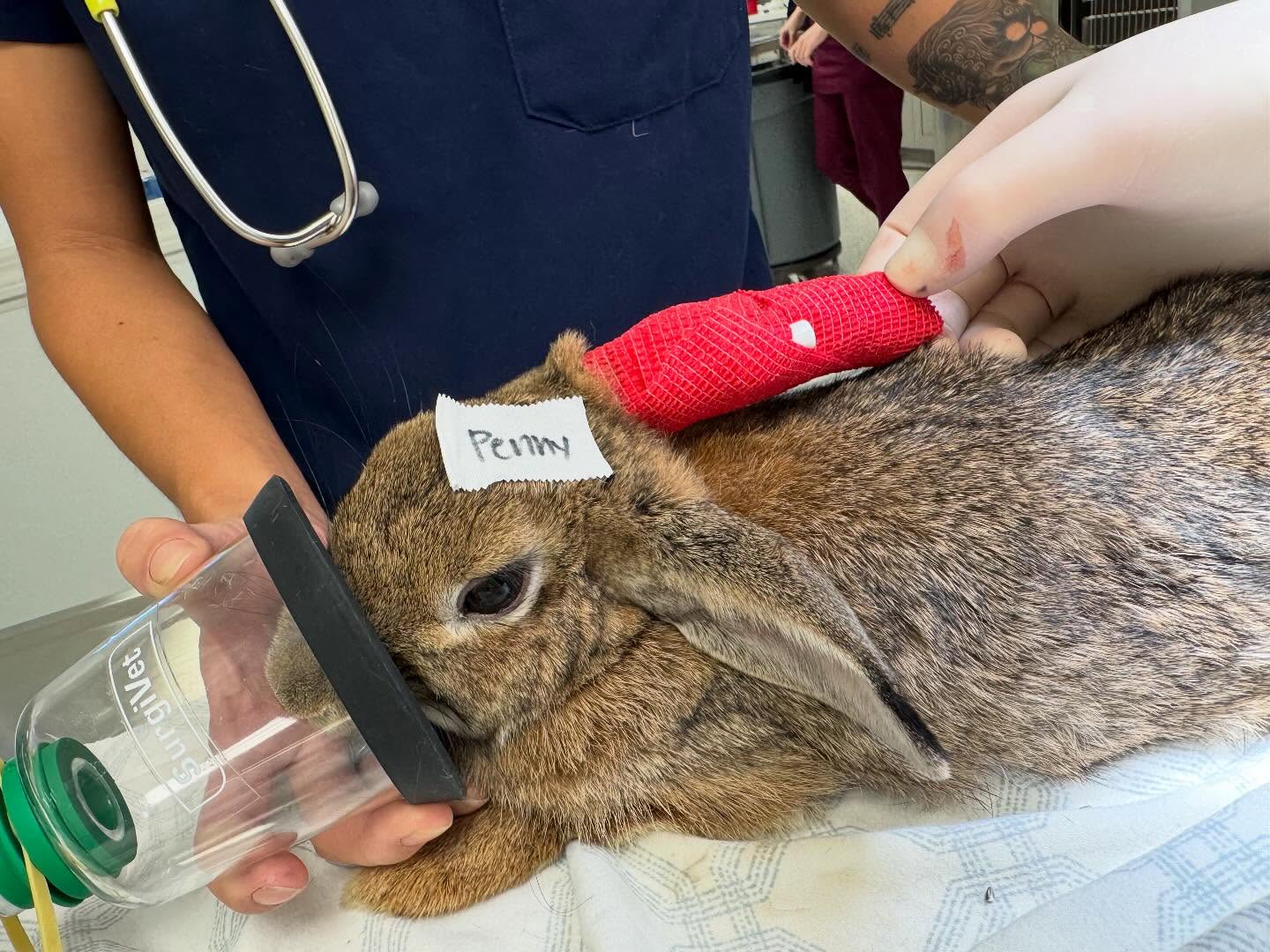 Penny and Leo are both fixed and ready to be adopted in their forever home thanks to @pearlsveterinarysurgery 🩷
If you are interested in adopting, head to betterbunny.org to submit an inquiry!