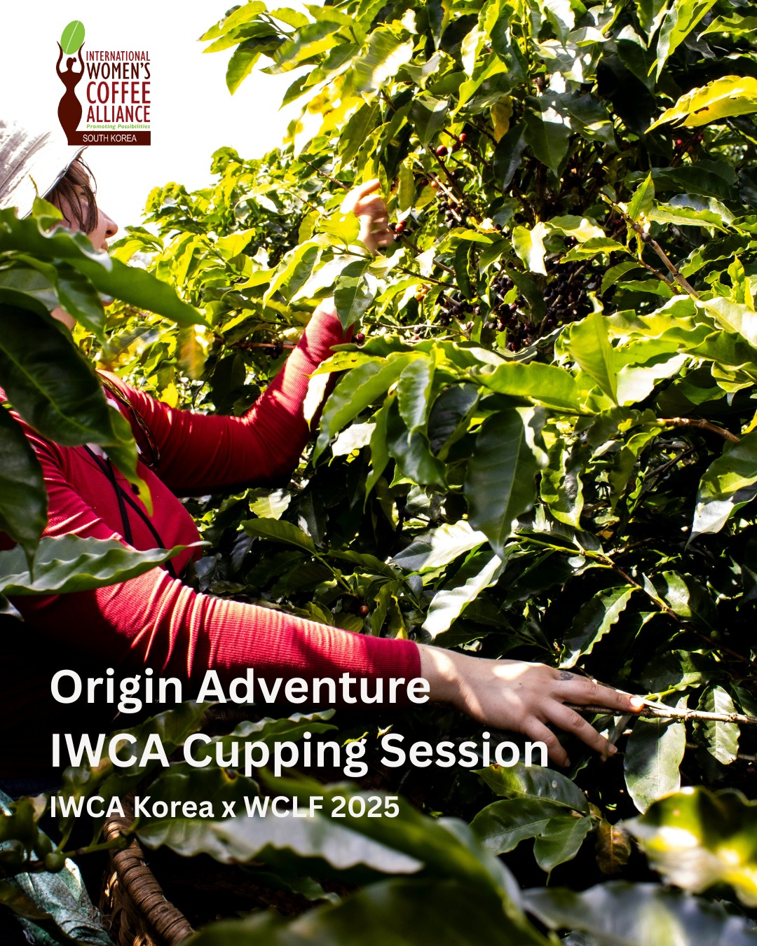 안녕하세요, IWCA Korea입니다.
2025년 서울 카페쇼 World Coffee Leaders Forum에서 IWCA 커핑을 진행합니다. (오리진어드벤처프로그램- 퍼블릭커핑)
일시: 2025년 11월 20일(목) 오전 10:30 ~ 오후 12:30
장소: 코엑스 컨퍼런스룸 317호
커핑국가:
인도네시아, 베트남, 콜롬비아, 에콰도르, 온두라스, 페루, 케냐, 인도, 브라질, 카메룬
사전등록후, 무료입장 가능합니다. 인원수 제한이 있어 사전마감될수 있슴을 양해부탁드립니다.
사전등록 : 프로필 바이오 확인
세계 각국의 여성생산자 커피를 경험하실수 있습니다. 많은 관심과 참여 부탁드립니다.
Hello all,
There will be an IWCA Public Cupping Session during the 2025 Seoul Cafe Show.
Date: Thursday, November 20, 2025
Time: 10:30AM-12:30PM
Location: COEX Conference Room 317
Cost: Free to attend
DM to reserve your spot! (Required information: your full name, number of attendees, email address, and phone number (Whatsapp))