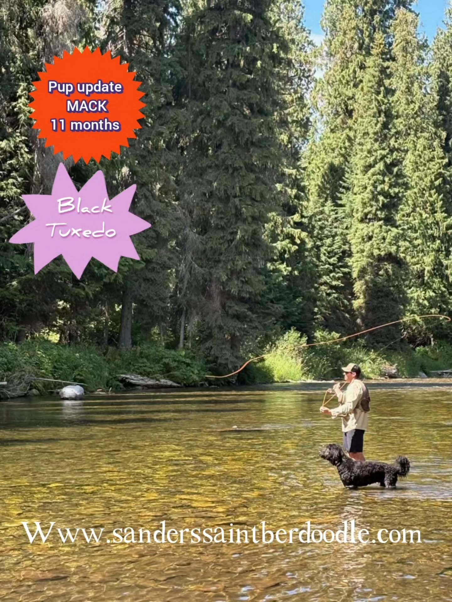 Mack aka Molasses 11 months old from Star and Titus.
.
.
Available Saint Berdoodle Puppies.
.
.
.
.
.
.
.
.
#sanders_saint_berdoodle #pnw #pnwonderland #gorgeous #puppy #dog #doglover #boys #girls #family #adventure #mom #dad #gorgeous #bestfriends #mansbestfriend #love #cute #giant #saints #giants #gentlegiant