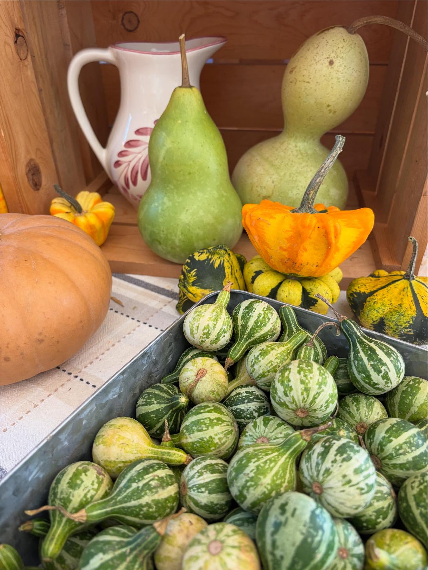 So much fall goodness stocked up in the store today and tomorrow from 1-4 PM.
The days are getting short, and nights are getting cold. Don’t miss the last, best and brightest of the season - dahlias and mums!
#toccoa #localflowers #localpumpkins