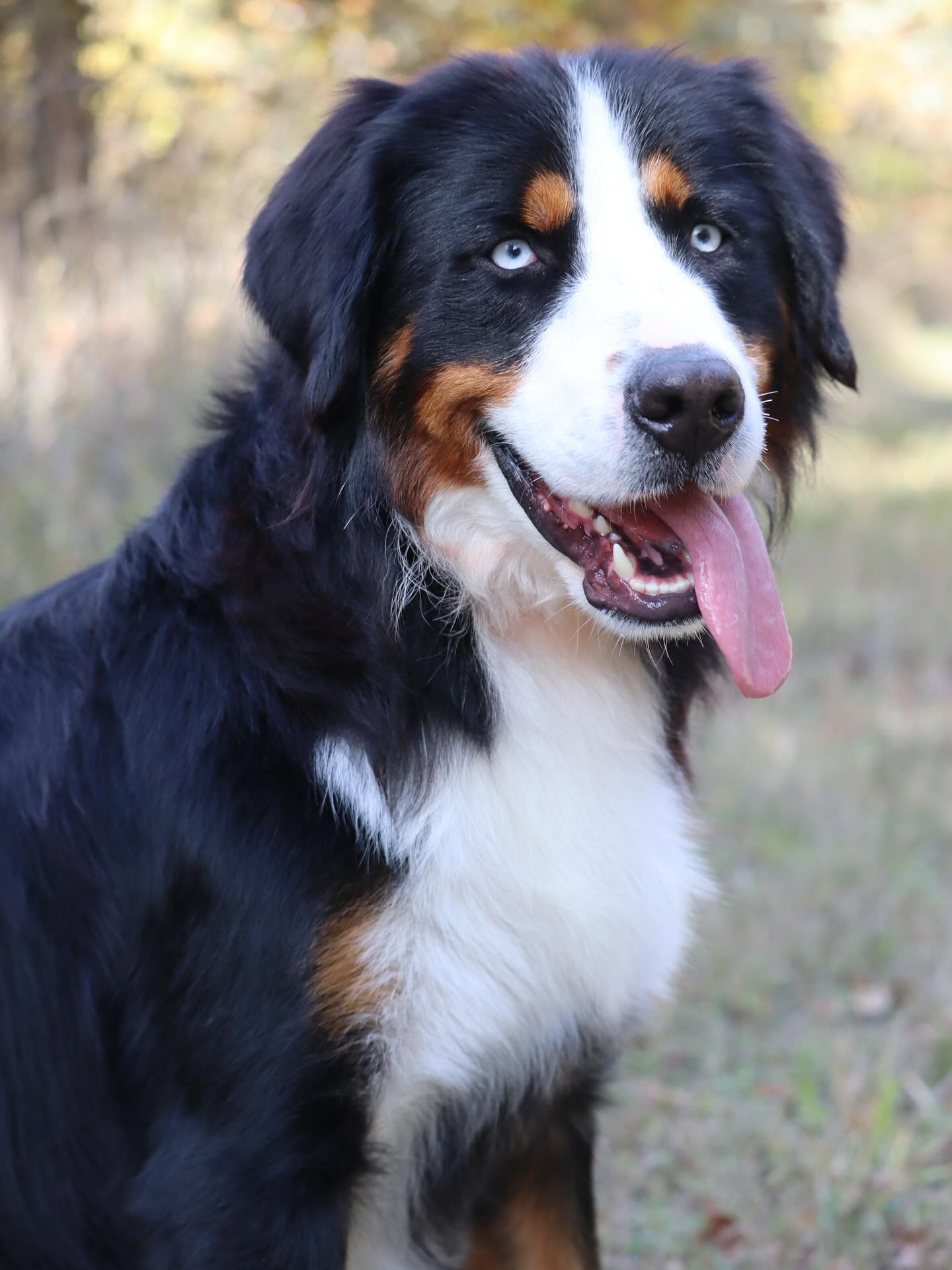 Odessa 💋 #lkBernese #blueeyedbernese