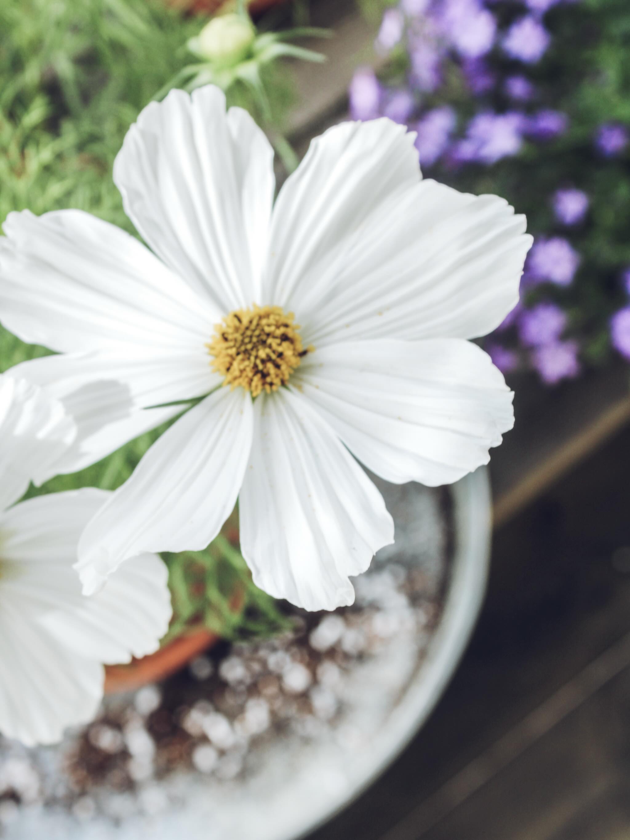 💌Ce post pour vous partager quelque chose de très (très) chouette qui m’est arrivé il y a quelques semaines côté pro💼
.
Vous le savez peut-être, Boutures Chipies et Cie est mon activité secondaire : le jour, je travaille à temps plein dans une grande mutuelle☺️
.
✨️Mais c’est quoi alors cette super nouvelle✨
Et bien j’ai appris il y a peu qu’une nouvelle mission m’attendais à compter de janvier prochain🥳 Ce projet j’y travaille en parallèle de Boutures depuis longtemps, et je suis tellement heureuse que ça se concrétise enfin✨
.
Et Boutures Chipies et Cie dans tout ça ?🪴
Les plantes, les bougies, les fondants, c’est un peu ma bulle d’oxygène et de créativité. Depuis la création de Boutures il y a 4 ans, je module et ajuste cette deuxième activité en fonction du reste de ma vie.
.
La journée je suis au bureau📚. Le reste du temps, je m’organise au mieux pour faire vivre Boutures💚et laisser suffisamment de place pour la vie, la famille, les amis🫶🏽
.
Je compte bien m’investir à fond dans cette nouvelle mission qui m’attend, car ça compte énormément✨et ça va forcément me demander quelques ajustements🙏🏽
.
Mais rassurez-vous, Boutures continue d’exister, de grandir doucement mais sûrement, avec vous à mes côtés. Je vais continuer de verdir🪴 et parfumer vos intérieurs🕯 aussi longtemps que ce sera possible, et je vous dis à très vite, pour la suite de mes aventures🙏🏽🥰
.
Merci pour votre soutien❤️
📸 : @peachgreenandterracotta
_
#plantes #plantsmakepeoplehappy #plantesvertes #plantsandcandles #cosmosflower #plantesintérieur #plantsofinstagram #plantesvertes #smallbusinesslove #frenchcreator