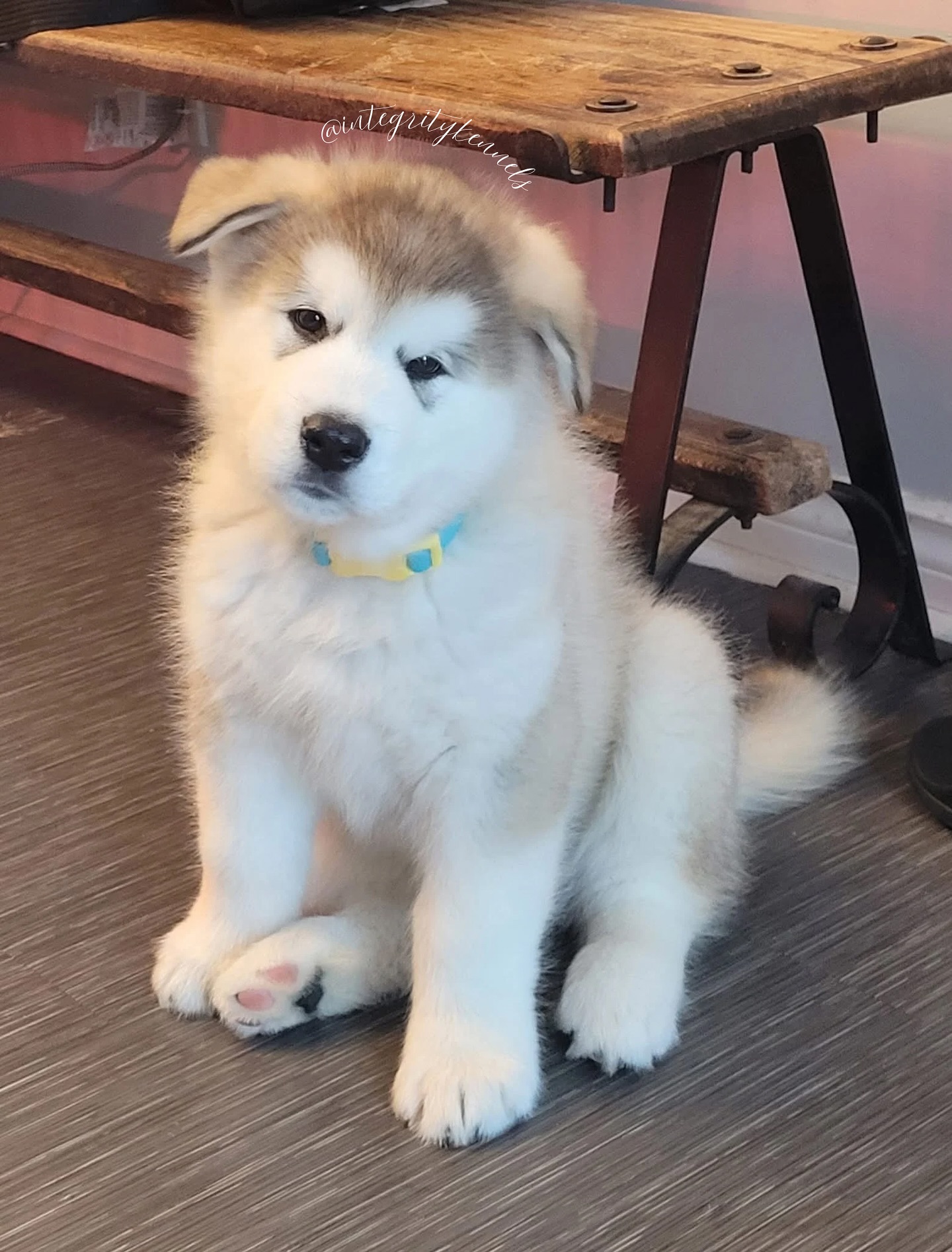 Our newest addition ๐ฉตVOODOO๐ฉต
โโ
๐ง teracorrigan@gmail.com
๐ (613) 492-0110
๐ www.integritykennels.ca
โโ
#integritykennels #integritymalamutes #integritybouviers #alaskanmalamute #alaskanmalamutes #malamute #alaskanmalamutepuppy #malamutepuppies #bouvierdesflandres #bouvier #bouviers #bouvierdesflandrespuppy #bouvierpuppies
#americankennelclub #canadiankennelclub #registeredpuppies #ethicalbreeder #conformationdogshows