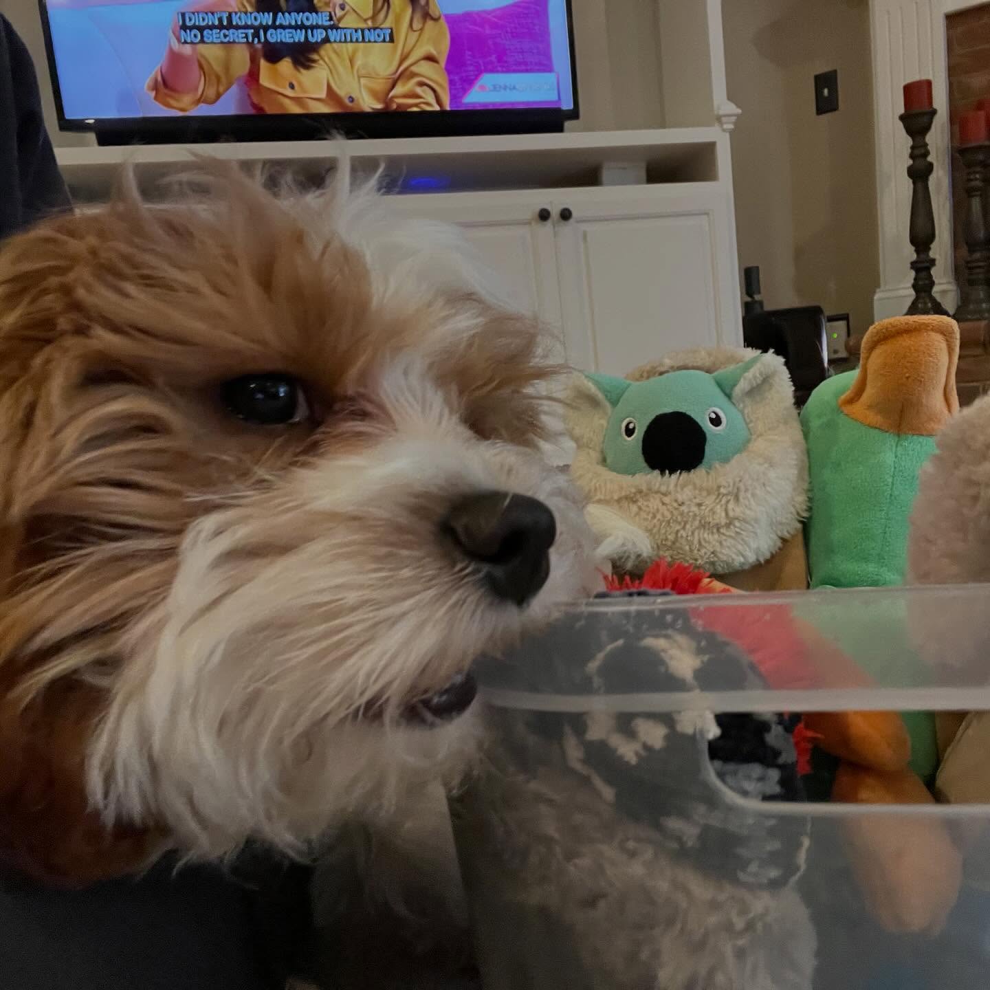 Finnley, pick a toy from your box. "I picks da box." 🐾
.
#rubyredspetcare #cavapoo #puppy #teething #playtime #petcare #dog #veteranown #smallbusiness