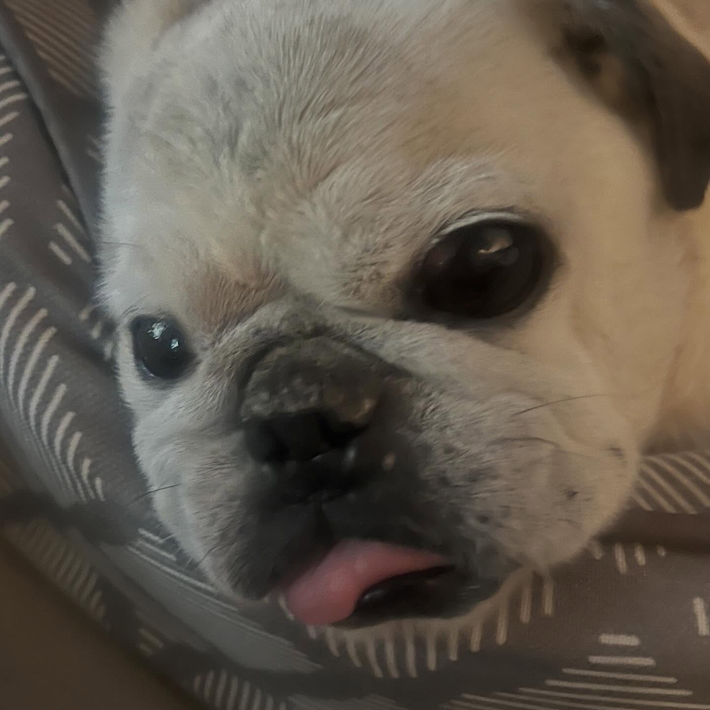 How I feel when I realize it's Monday.
.
#rubyredspetcare #pug #seniordog #petcare #monday #mondaymotivation #veteranown #smallbusiness