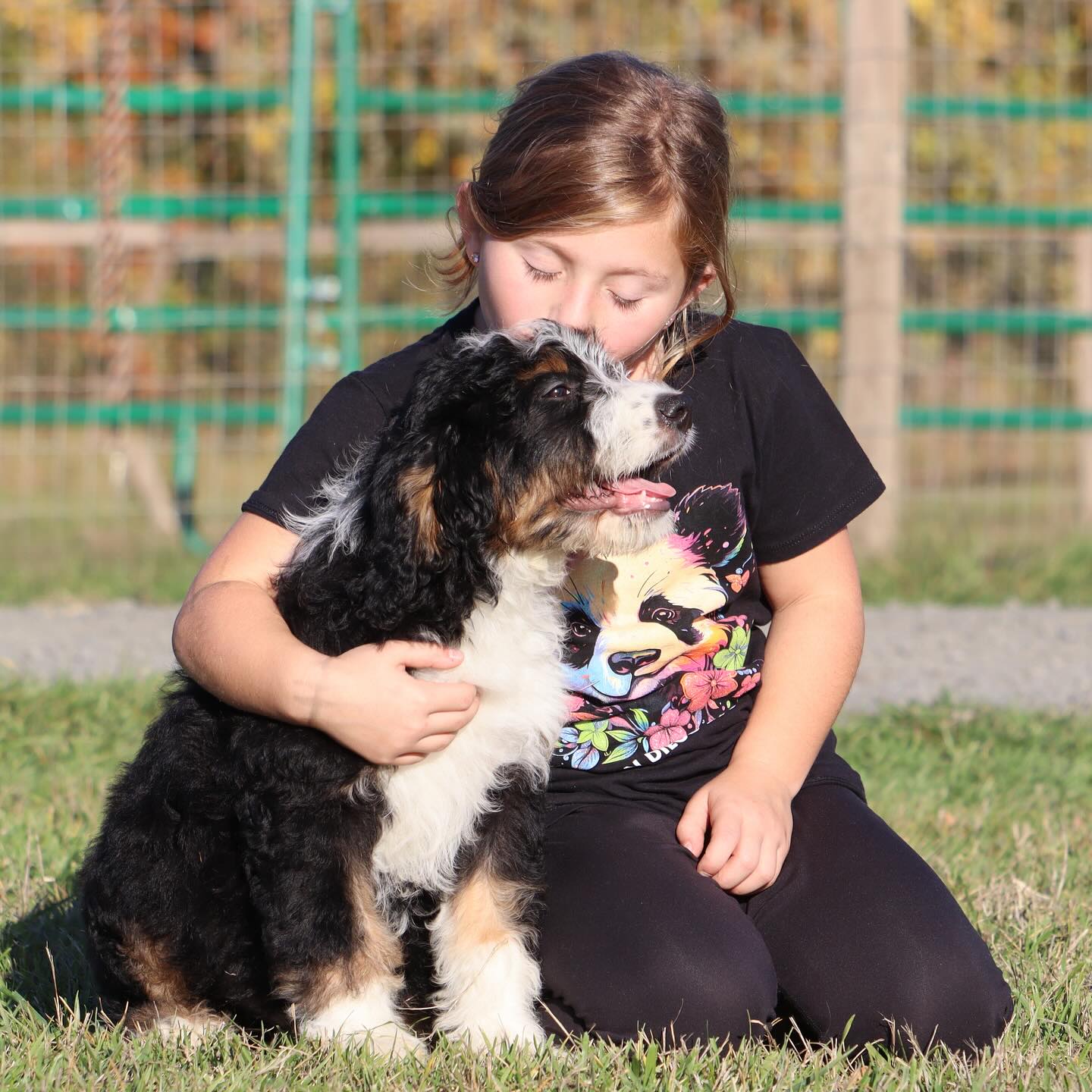Zumas last two ultra boys available- they are the the sweetest cuddly boys - check them out on our website! Www.LKbernedoodlles.com #lkbernedoodles