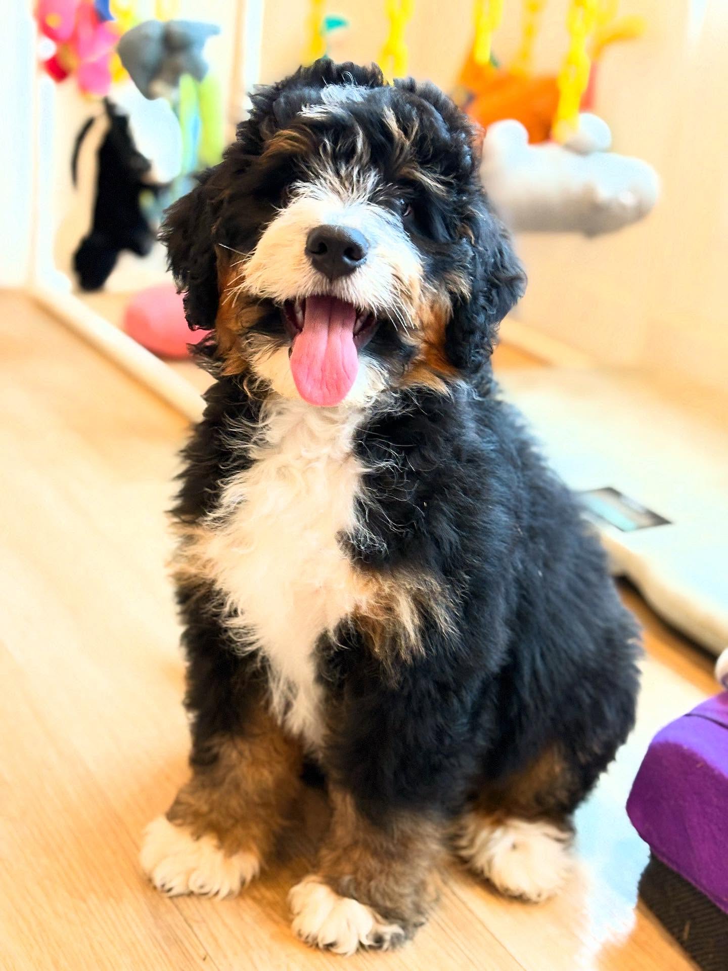 Jade and Romans Dark blue boy - check him out on our website - www.LKbernedoodles.com #lkbernedoodles