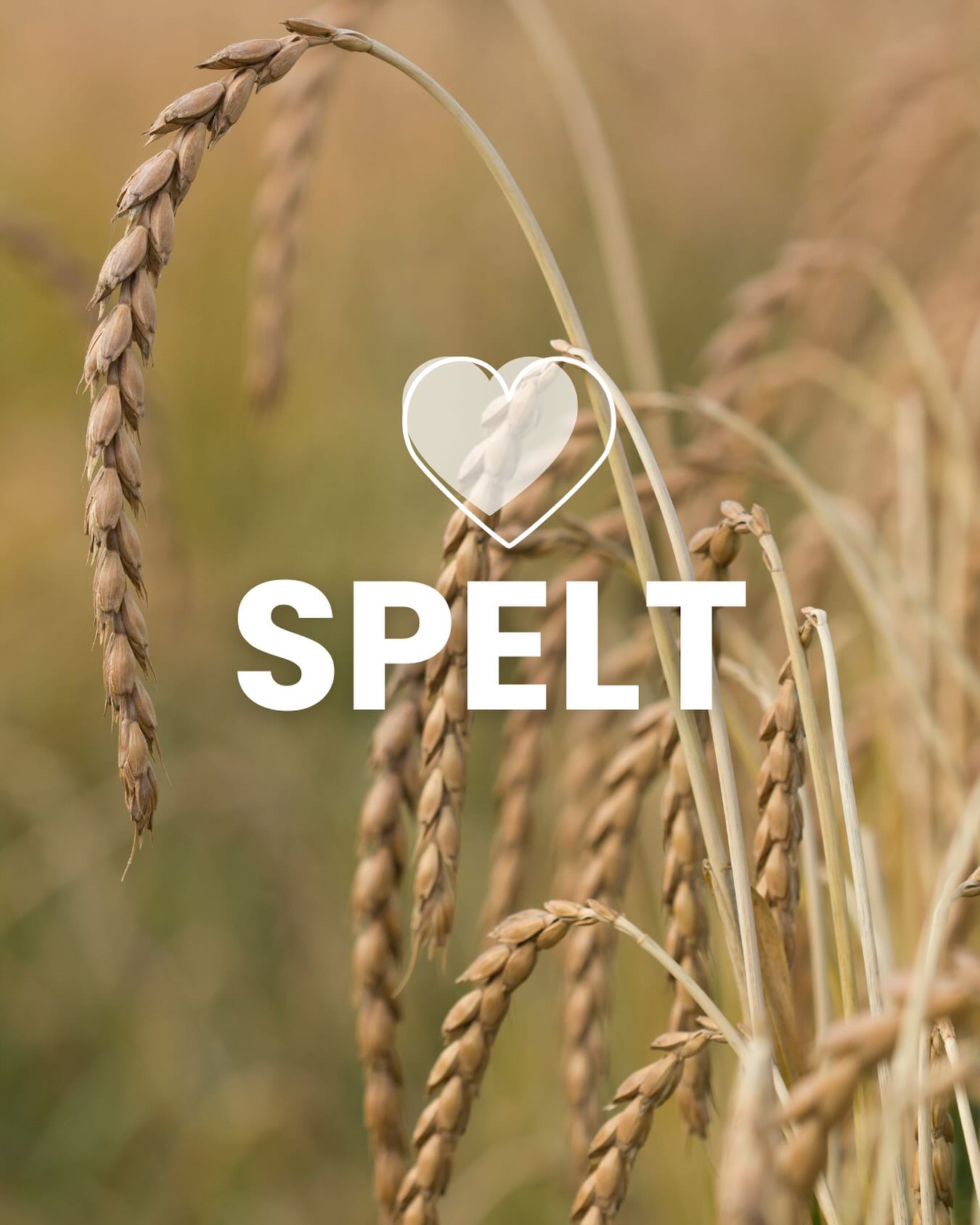 The Ancient Grain
現代の小麦が広まるずっと前から、スペルト小麦は何千年も人々の命を支えてきました。
7,000年以上変わらぬその姿は、今も純粋で、豊かな香りに満ちています。
Hugo et Léoでは、この「古代小麦」を現代の食卓にもう一度。
本当に良いものは、時を越えて残るものだから。
Long before modern wheat took over our fields, spelt was the grain that nourished generations.
Unchanged for over 7,000 years, it remains pure, rich, and full of flavor.
At Hugo et Léo, we bring this ancient grain back to your table — because good things never go out of style.
#SpeltFlour #AncientGrains #HugoEtLéo #スペルト小麦 #パンのある暮らし
#スペルト小麦パン
#OrganicBread
#HandmadeBread
#無添加パン
#天然酵母パン
#自家製パン
#WholegrainBread
#SourdoughJapan
#HugoetLéo
#HugoetLeoBakery
#Nishiawakura
#西粟倉
#OkayamaBakery
#JapanBakery
#JapaneseCountryside
#田舎暮らし
#森のパン屋