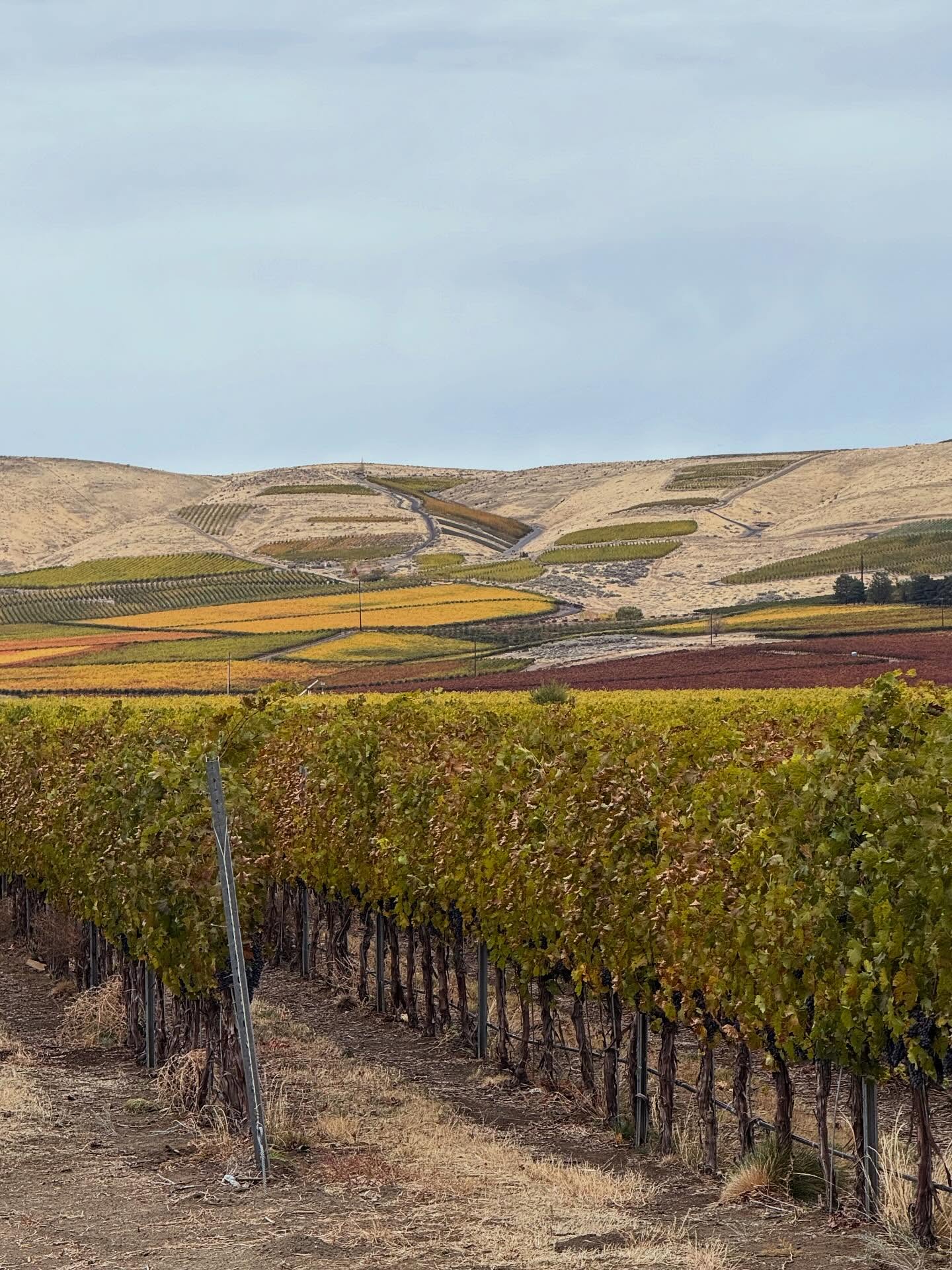 “Fall” in love with Red Mountain. Don’t miss this small window to see first hand the rainbow of colors as the vines start their going to bed routine.
Frichette is open today Noon to 5pm with our Signature Tasting Experience of five wines including our:
🍷2022 Estate Persistent Blend
🍷2022 Malbec
🍷2022 Shaw Vineyard Cabernet Sauvignon
There are a dozen wineries in the area. And the best way to enjoy the fall expression on Red Mountain? With a glass of wine from a cozy tasting room.
Come see us on this beautiful fall Sunday.
Open Noon to 5pm
