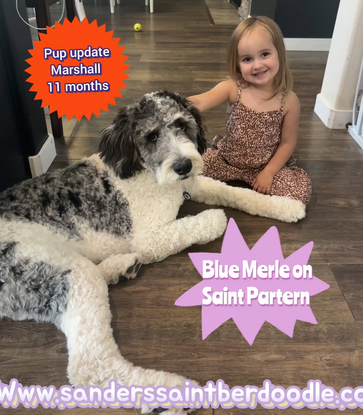 Marshall aka Machiato 11 months from Star and Titus
.
.
Available Saint Berdoodle Puppies.
.
.
.
.
.
.
.
.
#sanders_saint_berdoodle #pnw #pnwonderland #gorgeous #puppy #dog #doglover #boys #girls #family #adventure #mom #dad #gorgeous #bestfriends #mansbestfriend #love #cute #giant #saints #giants #gentlegiant