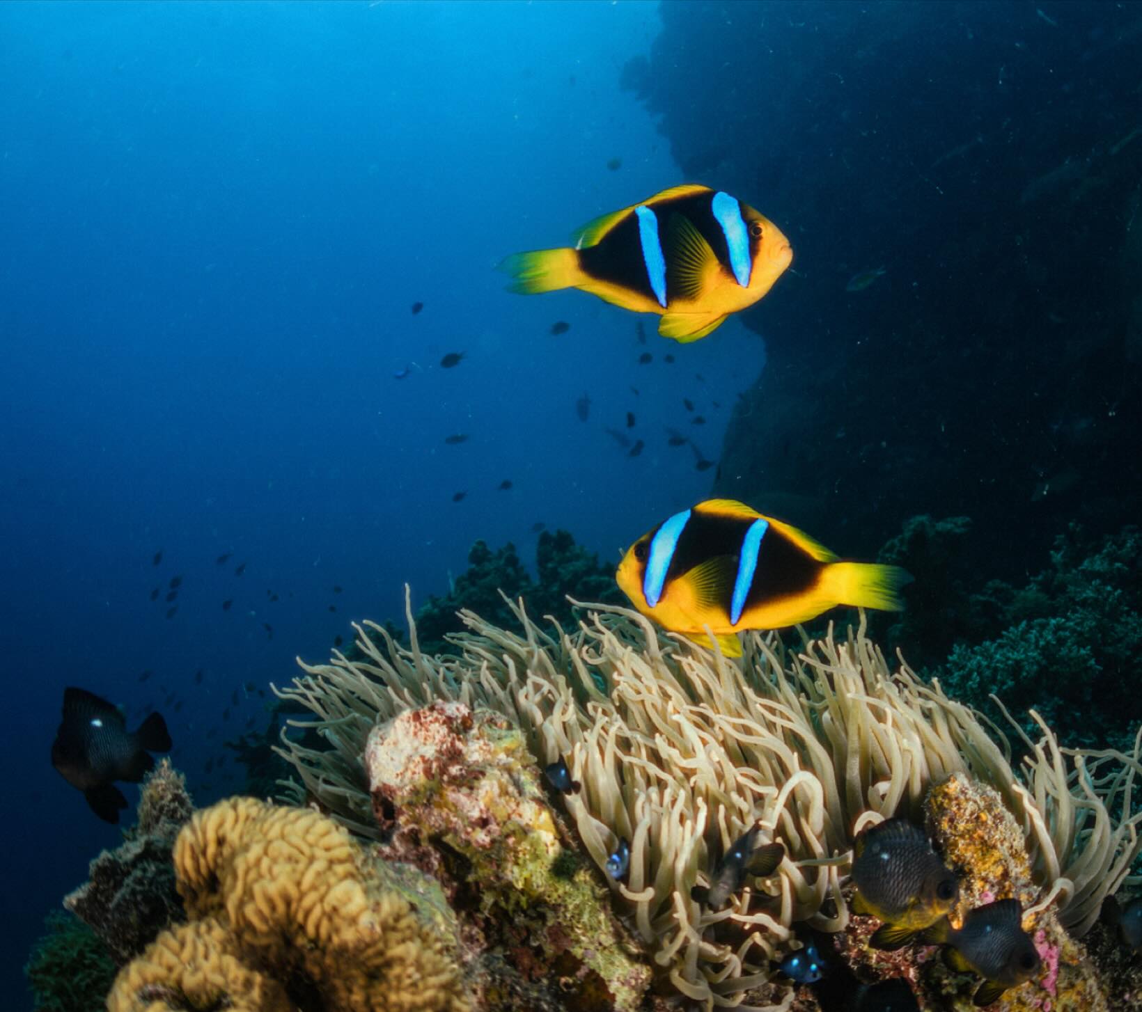 Clowning around
#cousteaudivers #fijidiving #savusavu