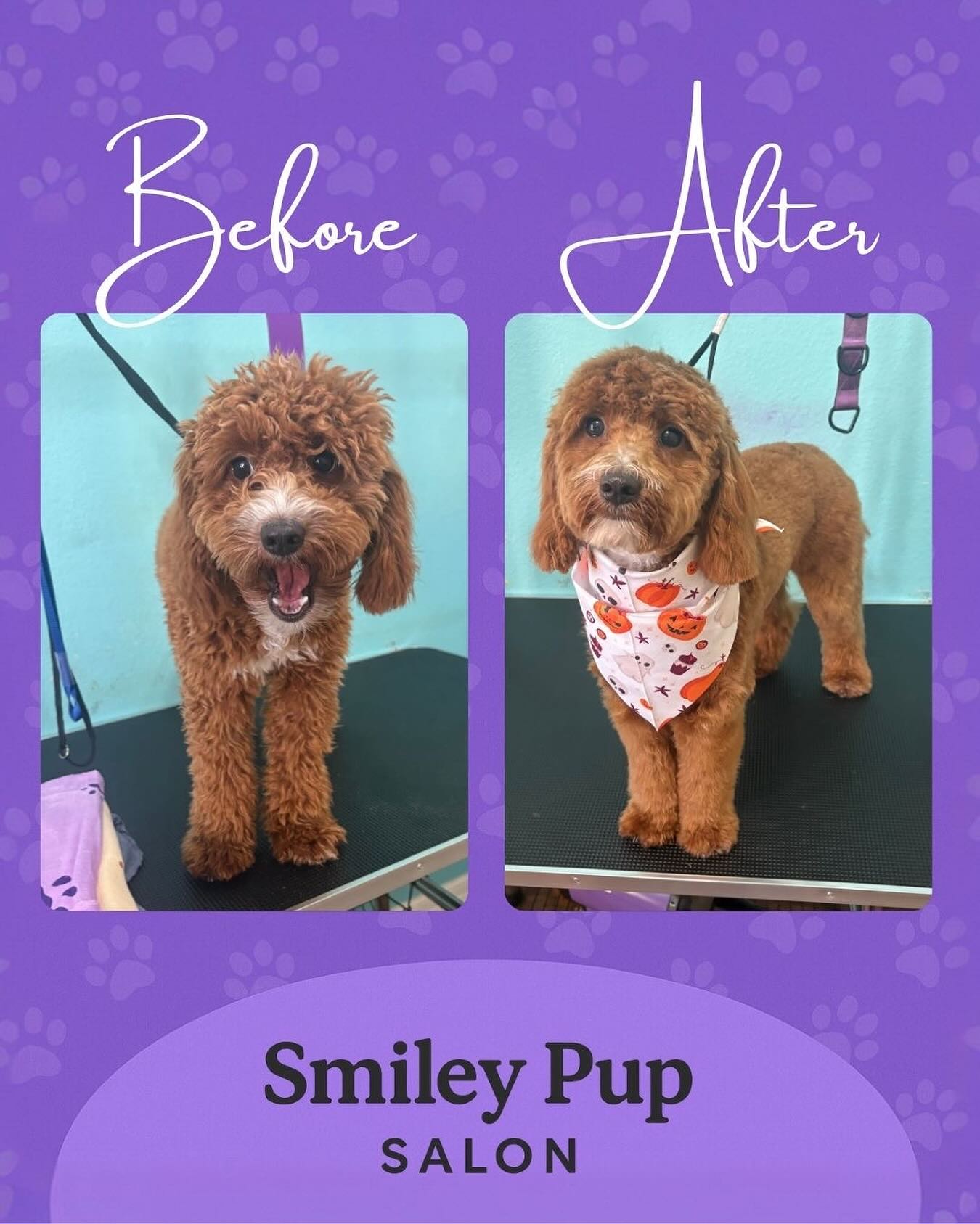 Before & After magic βοΈπΎ
This sweet doodle came in fluffy and left fresh, clean, and ready for spooky season with a festive bandana to match!
π Book your pupβs next groom at Smiley Pup Salon and get them ready for the season
#SmileyPupSalon #DogGroomingHouston #DoodleGrooming #BeforeAndAfter #DogSpaDay #HoustonDogs #PetGroomer #PuppyMakeover #FluffyToFresh #Halloween