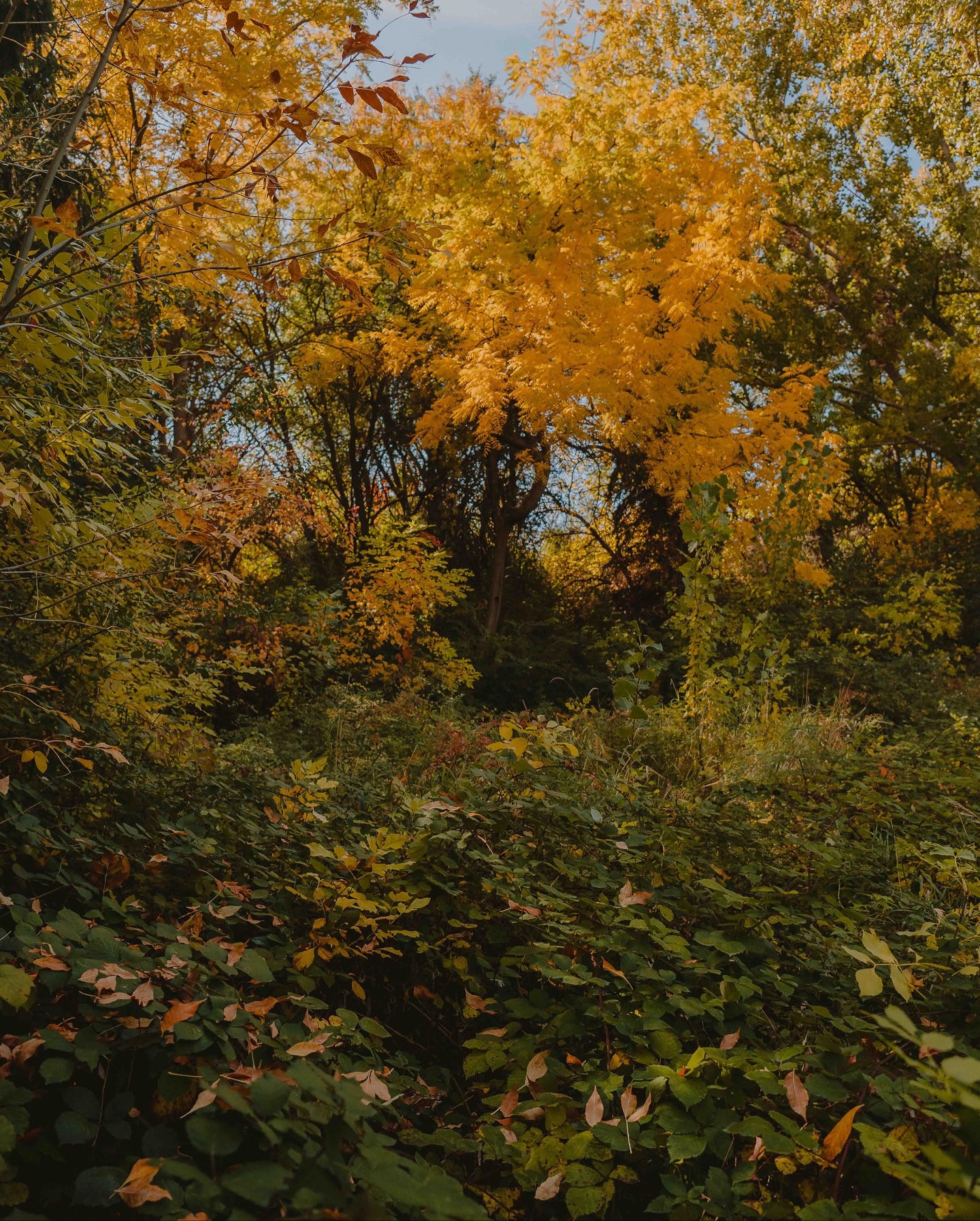 Fall.
Went out exploring for my daughters birthday, everything is just so pretty 🖤🍂🍁
#FallPhotography #BoisePhotographer #IdahoPhotographer #BoisePhotography #TreasureValleyPhotographer #MeridianPhotographer #EagleIdahoPhotographer #NampaPhotographer #FallMiniSessions #BoiseFallSessions #FallFamilyPhotos #FallCouplesSession #AutumnVibesPhotography #BoisePortraits #IdahoWeddings #FallInBoise #IdahoFallColors #BoiseFallVibes #SweaterWeatherPhotos #PumpkinPatchPhotos #GoldenHourFall #AutumnLight #FallPhotoBooking #CozyFallPortraits #BoisePhotoShoot