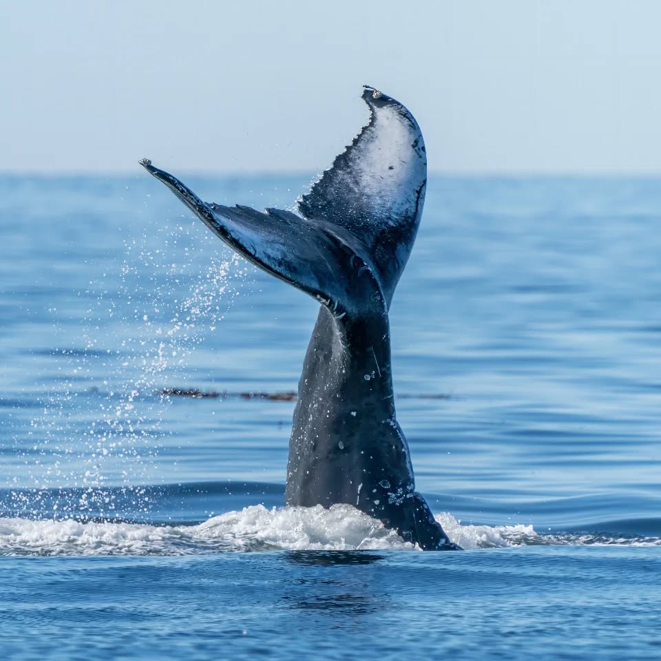This is probably one of my favourite images from this last summer. Humpback tail slapping.
#wildlifephotography #explorebc #explorevancouverisland #humpbackwhale
