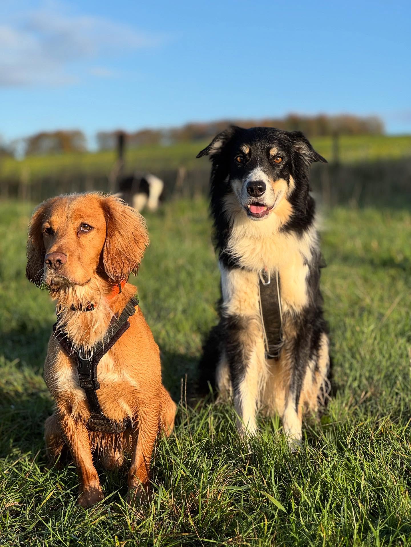 Sniffing you say? We thought you wanted us to pose mum! @maherandhounddogtraining we took your advice and stopped for a sniffing session but the two posers thought it was a photo opportunity! They got there eventually!! 😂🐶🙈