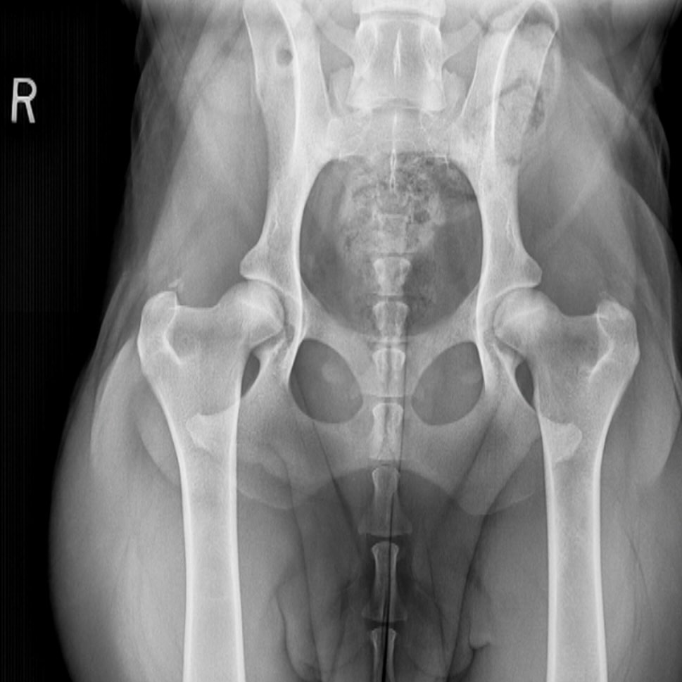 Can you guess whose hips look AMAZING! #LKbernedoodles #ultrabernedoodle