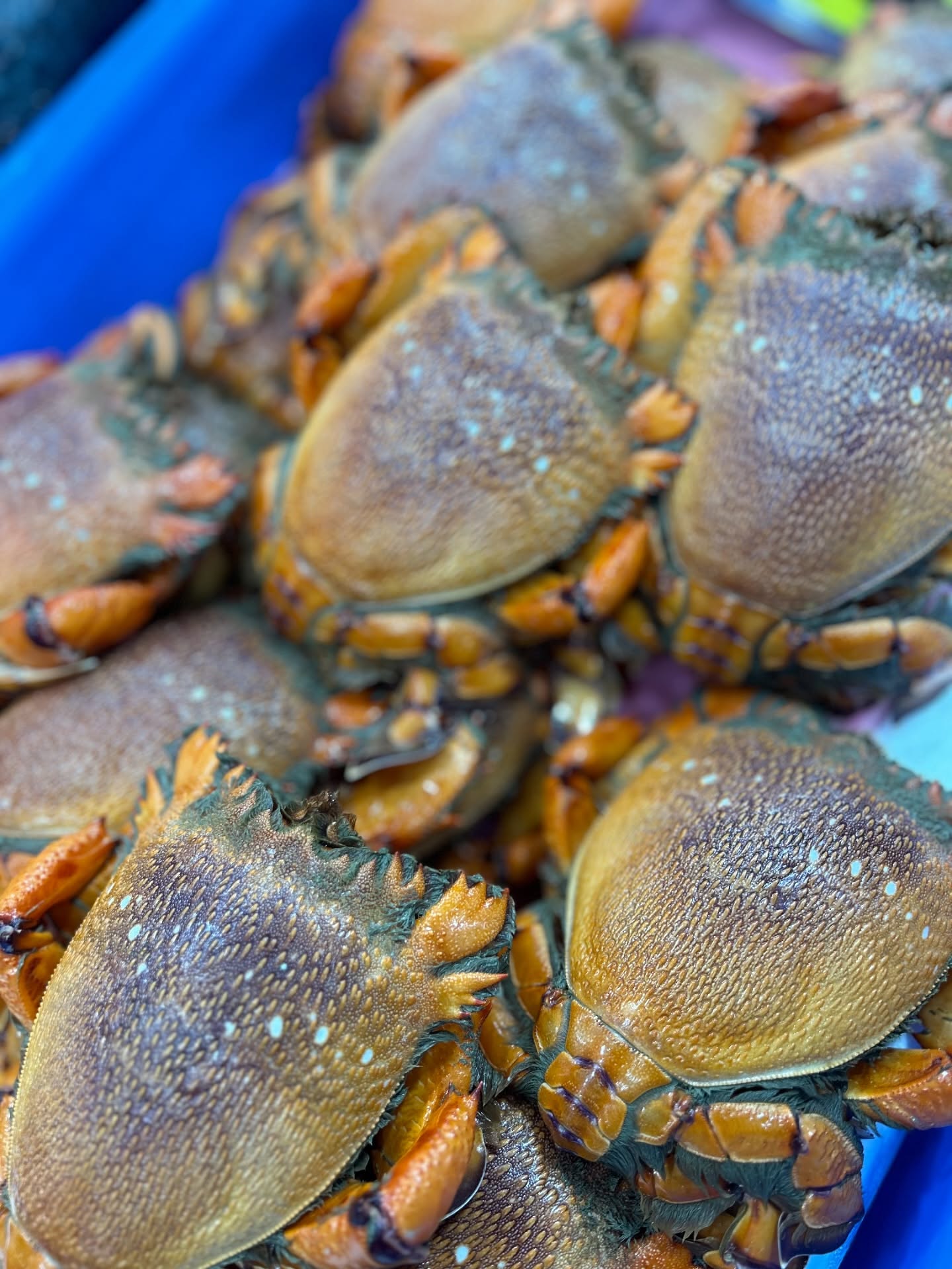 Live Spanner Crabs π¦ Fresh. Local. Unreal quality.
Straight from the ocean to Tosca Seafood π§
#ToscaSeafood #FreshDaily #SpannerCrab #sydneyseafood