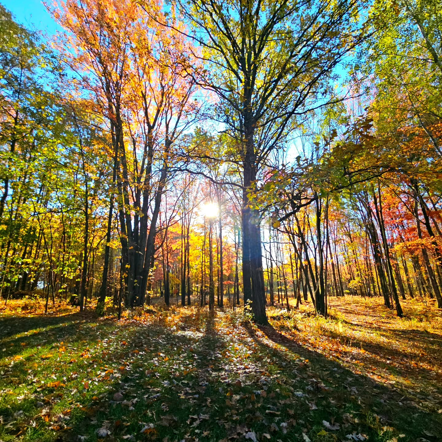Early morning sun lights up the woods in Midland County, Michigan.
#earlymorning #earlybirds #woods #autumnvibes #autumnleaves #seasons #fallvibes #fallcolors🍁🍂 #fallcolors #peaceful #treesofinstagram #shadows #kathywoodsboothphotography #michiganphotographer #yespuremichigan #yes_busa #yes_globe