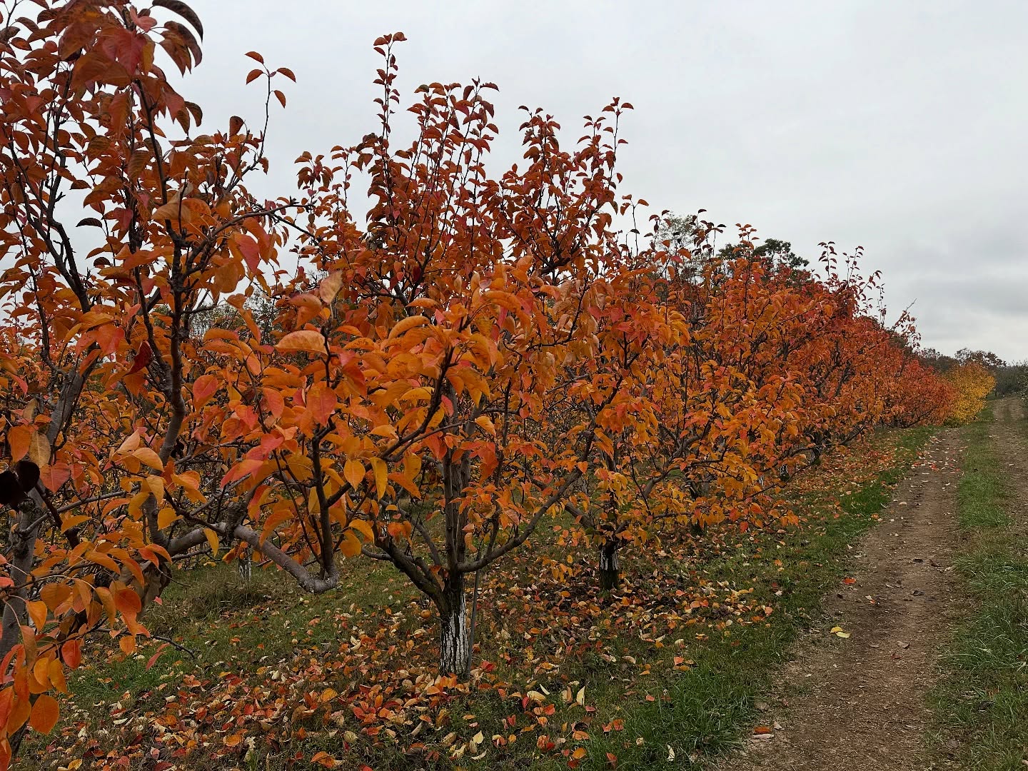 🍂🍁Golden leaves, crisp air, and apples as sweet as the season! (Our Asian Pear trees sure do put on a delightful show every fall!)
Sky Top’s apple season continues until Nov 30th. Cozy up with us this fall and enjoy the beauty of nature at Sky Top! 🍎
We’re open 7 days a week (all attractions open daily.) Only closed Thanksgiving Day.
Visit our link in bio to see what varieties are available before your visit!