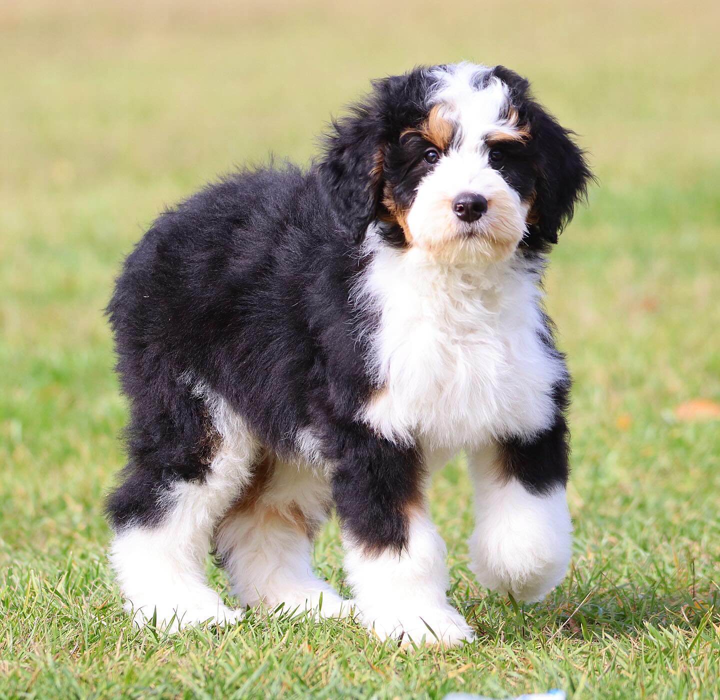 Check out our website available puppies page to see the last of our Medium F1 babies - www.LKBernedoodles.com #LKBernedoodles