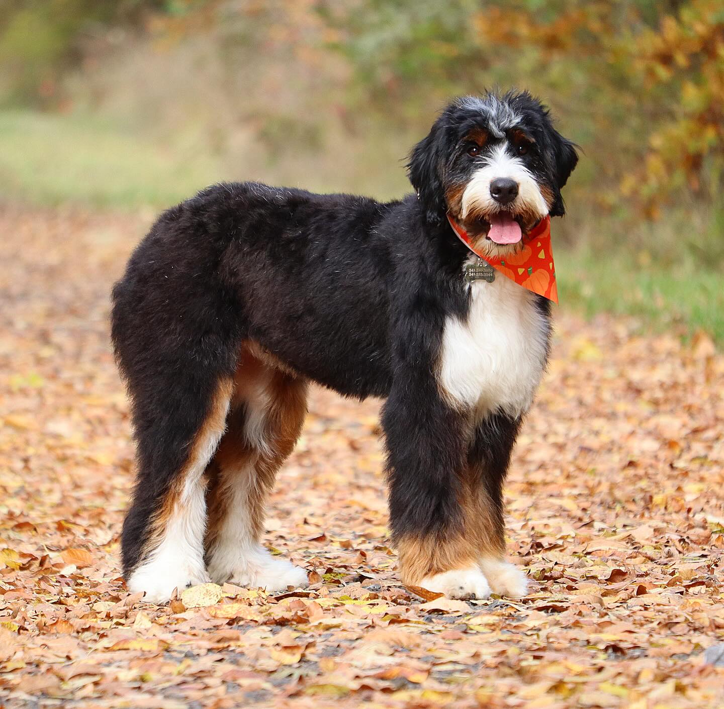 Our sweet Girl “Jane” - Lacey and Dean Ultra Bernedoodle produced here at LK Ranch. She is one year old and just the sweetest thing. #LKbernedoodles #ultrabernedoodle