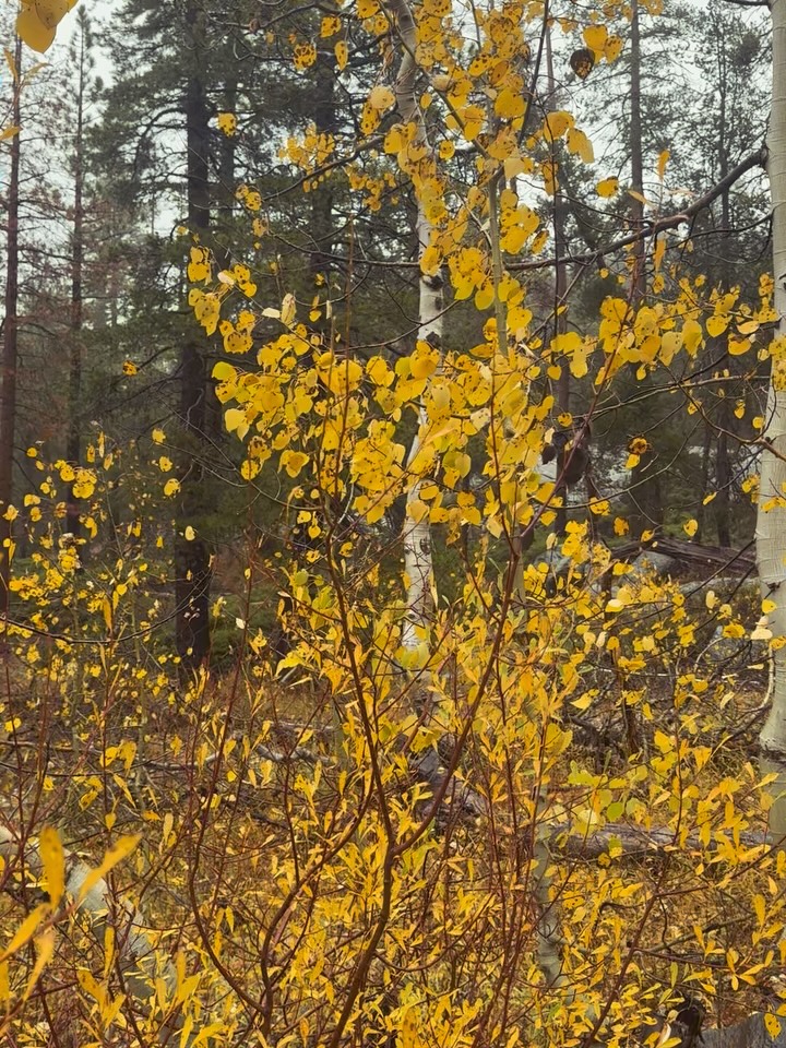 Shorter days and the golden light codes speaking through the trees and signaling the time to slow down is here. Taking lots of aspen, poplar, and maple devotional walks, going to all community apple pressing gatherings, enjoying the never-ending pepper bounty, and honoring our ancestors while the veil is thin.
I love you, October.