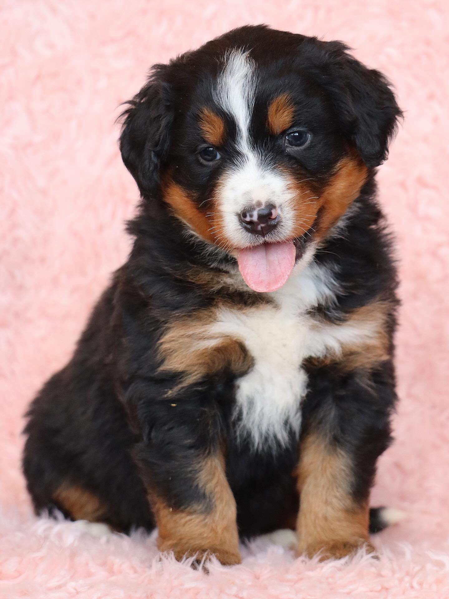 Frida & Gus Australian Mountain dog babies - we have two babies available- #lkaustralianmountaindogs #baussies #australianmountaindog