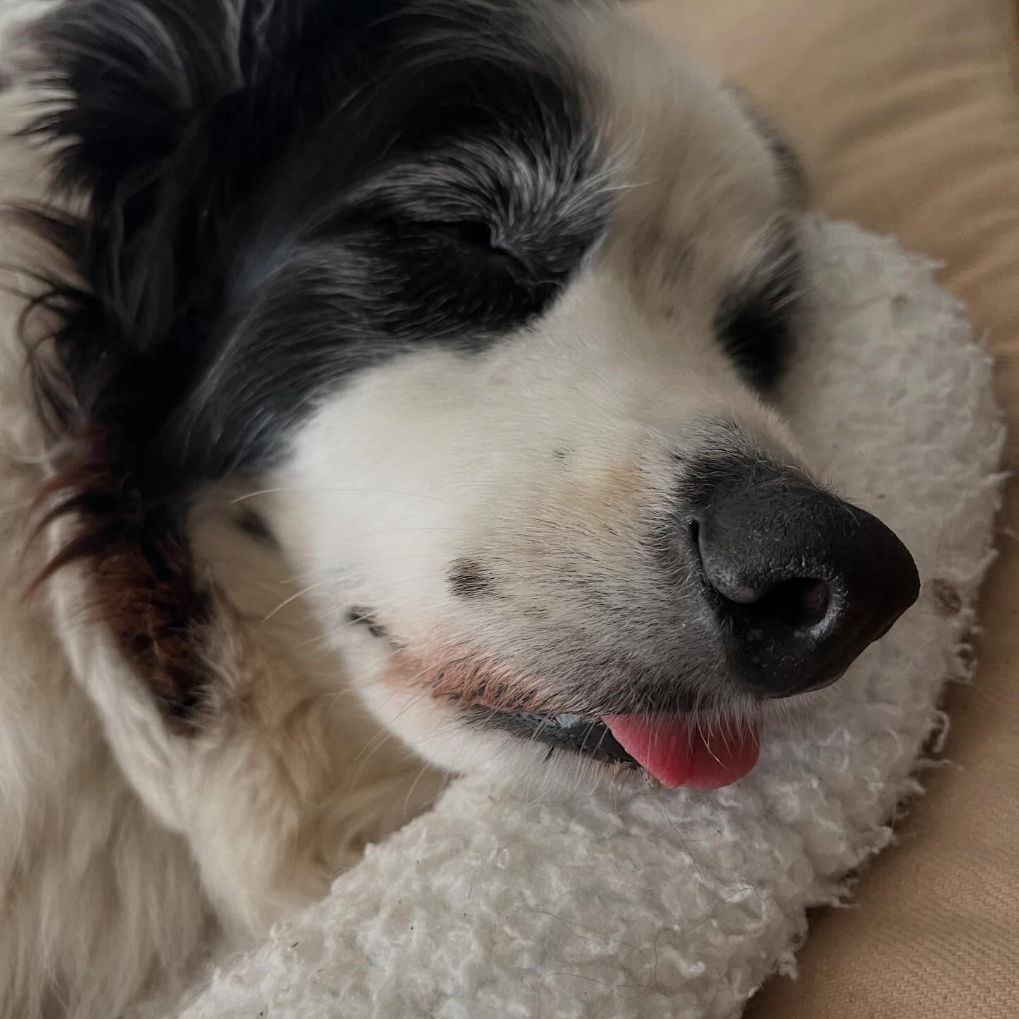Luna representing #tot Tongue Out Tuesday. 🥹❤️
.
#rubyredspetcare #bordercollie #oldlady #seniordog #petcare #veteranown #smallbusiness