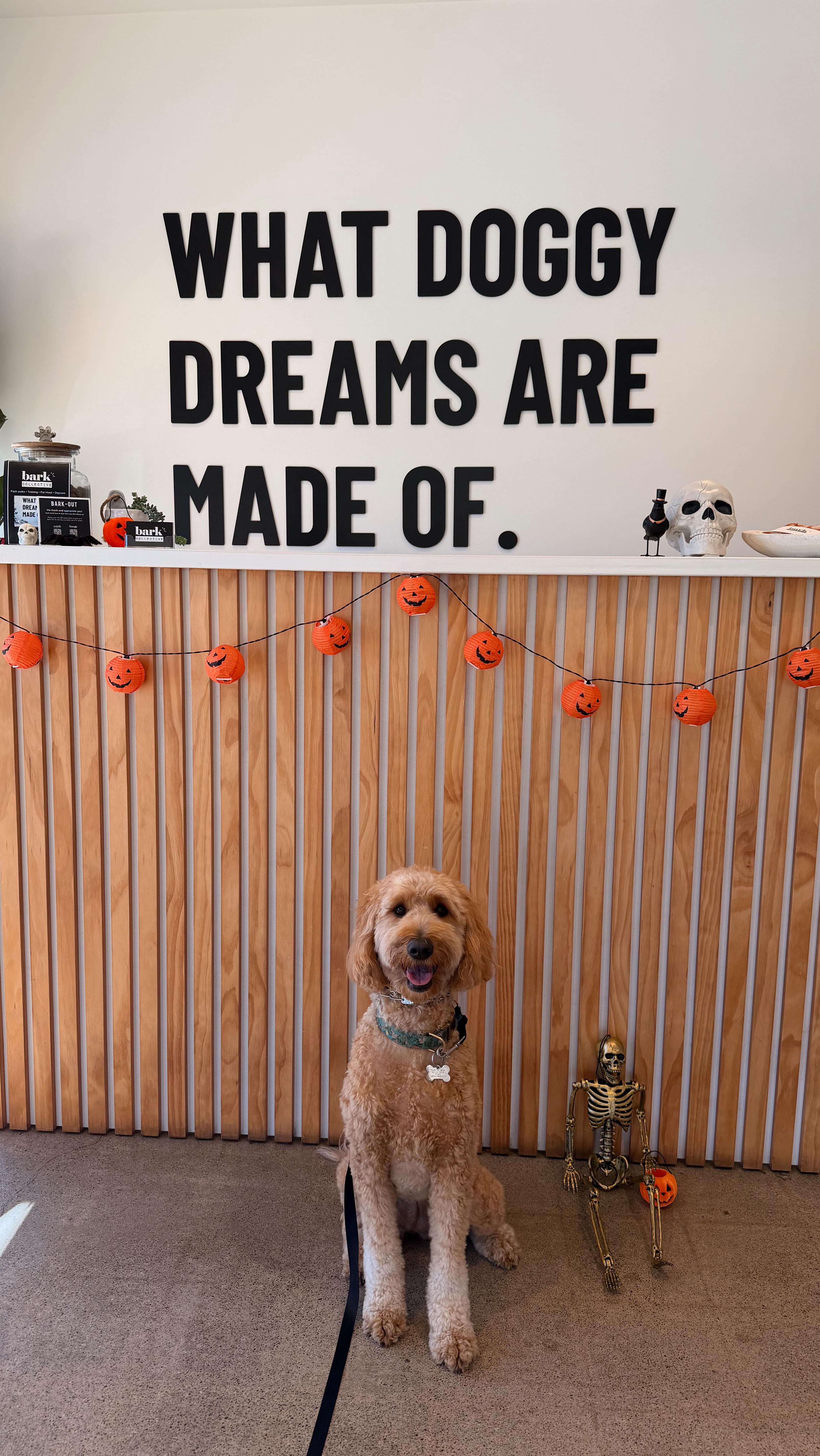 🎃 Halloween at Bark Collective was one for the books! 🐾✨
Our pack showed up with the best costumes, sweetest smiles, and waggiest tails. 👻🧡
Huge thank you to our amazing clients and staff for making every holiday here so special, we couldn’t do it without you.
Already counting down to next year’s Howl-o-ween! 😉
#BarkCollective #HappyHowloween #CostaMesaDogs #LuxuryDogDaycare #DoggieDaycare #PackWalks #DogTrainerLife #WhatDoggieDreamsAreMadeOf #ocdogs
