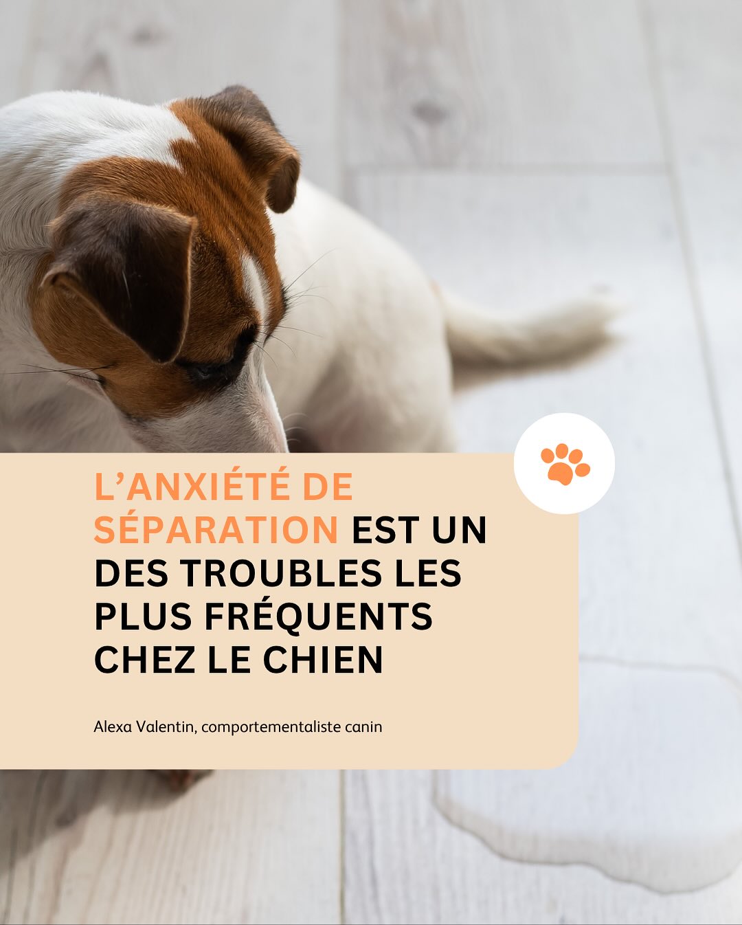 🐶💔 “ Dès que je pars, il hurle, détruit ou fait pipi dans la maison…”
➡️ Il ne se venge pas, il angoisse.
L’anxiété de séparation est un des troubles les plus fréquents chez le chien.
Elle se manifeste souvent par :
🗣️ aboiements, pleurs ou hurlements
💩 malpropreté soudaine
🪑 destructions (surtout d’objets portant votre odeur)
Et surtout : ces comportements n’apparaissent qu’en votre absence.
😔 Non, votre chien ne se venge pas !
La vengeance est un concept humain — pas canin.
Lorsqu’il détruit ou pleure, c’est qu’il souffre de la solitude et ne sait pas gérer votre départ.
Le punir à votre retour ne fera qu’augmenter son anxiété.
💡 Pourquoi ça arrive ?
👉 Chien adopté ayant connu l’abandon
👉 Chiot à qui on n’a jamais appris à rester seul
👉 Absence trop longue, trop soudaine
🐾 Comment l’aider ?
1️⃣ Apprenez-lui la solitude petit à petit :
commencez par des absences très courtes (1-2 min)
augmentez progressivement la durée
ne revenez à l’étape suivante que si la précédente s’est bien passée
2️⃣ Restez calme au départ et au retour — pas de grand “au revoir” ou d’excitation à votre retour.
Cela aide votre chien à vivre ces moments comme normaux.
3️⃣ Ne punissez jamais à votre retour, même s’il a détruit ou s’est soulagé.
Il n’a pas “fait exprès”.
💬 Si malgré tout votre chien montre des signes d’anxiété de séparation, n’attendez pas :
faites-vous accompagner par un comportementaliste canin 🐕🦺
Un travail adapté peut vraiment transformer son bien-être ❤️
🦴 Vous avez un chien qui supporte mal vos absences ?
📣 Besoin de conseils personnalisés pour votre chien ?
👉 Rendez-vous sur www.alexavalentin.lu/contact pour me contacter !
#chien #comportementcanin #anxietedeseparation #educationpositive #comportementalistecanin #bienetreanimal