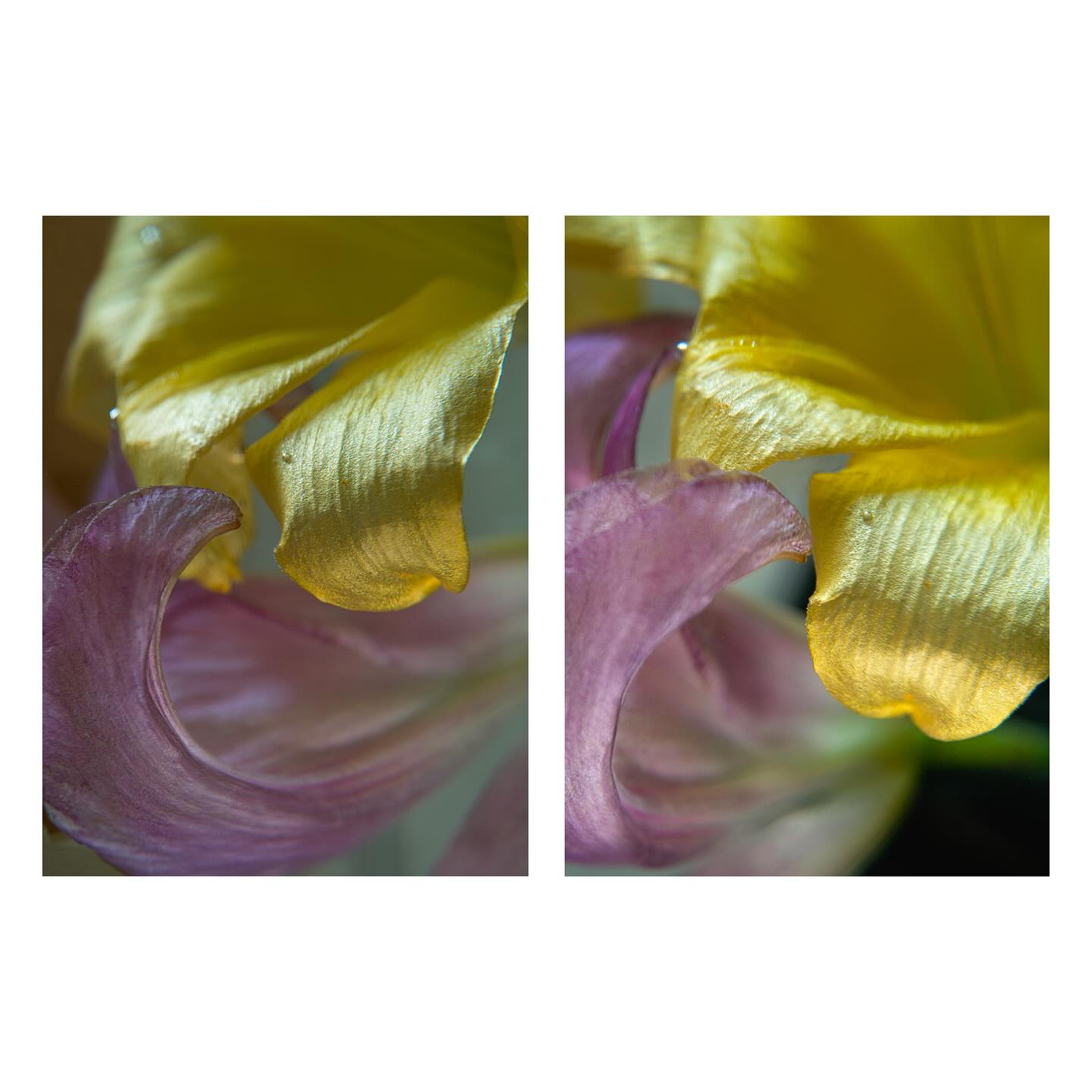 Serie: te veo, te busco, te miro.
Título: tocaría tu mano
La fotografía siempre es mi aliada, me permite entender mejor mi camino.
Las fotografías tienen la virtud de contribuir dando una riqueza al contexto y pueden desencadenar recuerdos únicos en cada ser humano, ellas nos permiten procesarlos a través de la narración visual. Me interesa recordar y a veces busco resistir el olvido.
En esta serie la fotografía es una herramienta de búsqueda que puede ser útil, tanto en lo metodológico como en lo terapéutico, para reconstruir el sentido después de una pérdida. Las fotos median y dan valor. Fue un proceso de varias semanas muy intensas. A través de la toma fotográfica de estas flores a lo largo de varios días (desde la mañana con la luz del día hasta la tarde y la noche con luz de velas) y semanas experimento las emociones que me permitieron dar sentido a lo que estaba viviendo.
Este formato me ayudó a transitar y procesar un momento de despedida, y me permite restablecer un sentido de continuidad y coherencia entre la vida que tenía, la que tengo y la que tendré.
Estas flores son retratos y símbolos de dos mujeres que hicieron de madres y se complementaron en su rol.
El lirio simboliza el renacimiento y la esperanza debido a su capacidad de florecer año a año, la renovación espiritual, la esperanza y el nuevo comienzo.
La sorpresa del significado del color:
El lirio morado representa la espiritualidad y el misterio.
El amarillo la alegría, la gratitud y la energía positiva.
El lirio blanco la pureza, la paz y la espiritualidad.