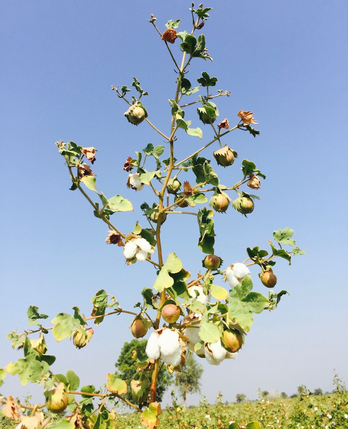 Pure by nature!
Our cotton is grown without synthetic fertilisers, pesticides or genetic engineering; it’s just earth, sun and care.
The result: A softer, longer lasting fibre that feels good on your skin as it does for the planet.
#CompassTex #sustainability #sustainable #FromSourceToFinish #SustainableFashion #SustainableTextiles #TextileSustainability #RecycledMaterials #SustainabilityMatters #EthicalSourcing #ConsciousManufacturing #EcoTextiles #fashion