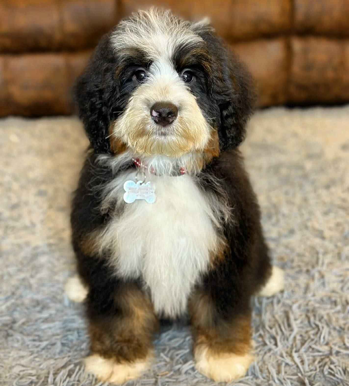 Sweet Koda boy! Check out this medium F1 boy on our website www.LKbernedoodles.com #lkbernedoodles