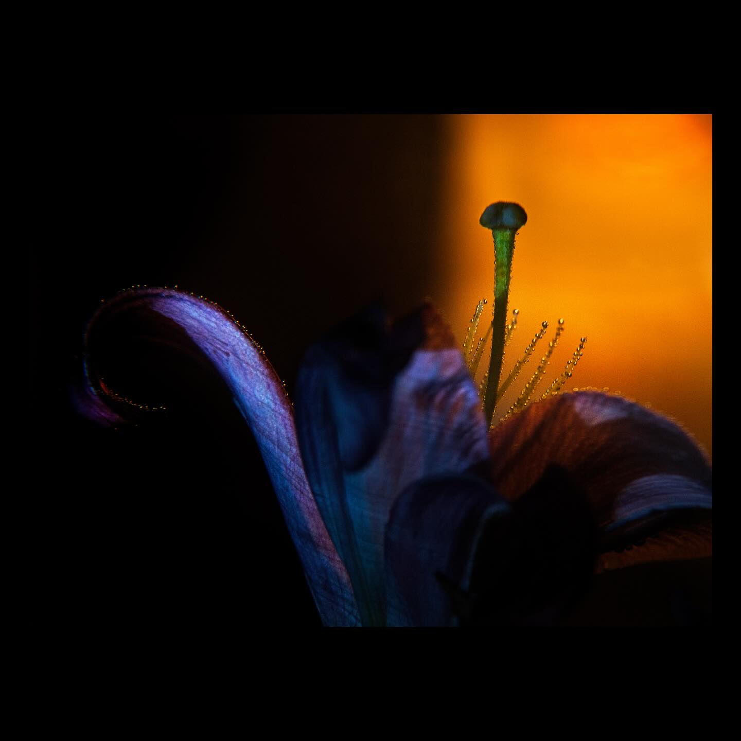 Serie: te veo, te busco, te miro.
La fotografía siempre es mi aliada, me permite entender mejor mi camino.
Las fotografías tienen la virtud de contribuir dando una riqueza al contexto y pueden desencadenar recuerdos únicos en cada ser humano, ellas nos permiten procesarlos a través de la narración visual. Me interesa recordar y a veces busco resistir el olvido.
En esta serie la fotografía es una herramienta de búsqueda que puede ser útil, tanto en lo metodológico como en lo terapéutico, para reconstruir el sentido después de una pérdida. Las fotos median y dan valor. Fue un proceso de varias semanas muy intensas. A través de la toma fotográfica de estas flores a lo largo de varios días (desde la mañana con la luz del día hasta la tarde y la noche con luz de velas) y semanas experimento las emociones que me permitieron dar sentido a lo que estaba viviendo.
Este formato me ayudó a transitar y procesar un momento de despedida, y me permite restablecer un sentido de continuidad y coherencia entre la vida que tenía, la que tengo y la que tendré.
Estas flores son retratos y símbolos de dos mujeres que hicieron de madres y se complementaron en su rol.
El lirio simboliza el renacimiento y la esperanza debido a su capacidad de florecer año a año, la renovación espiritual, la esperanza y el nuevo comienzo.
La sorpresa del significado del color:
El lirio morado representa la espiritualidad y el misterio.
El amarillo la alegría, la gratitud y la energía positiva.
El lirio blanco la pureza, la paz y la espiritualidad.