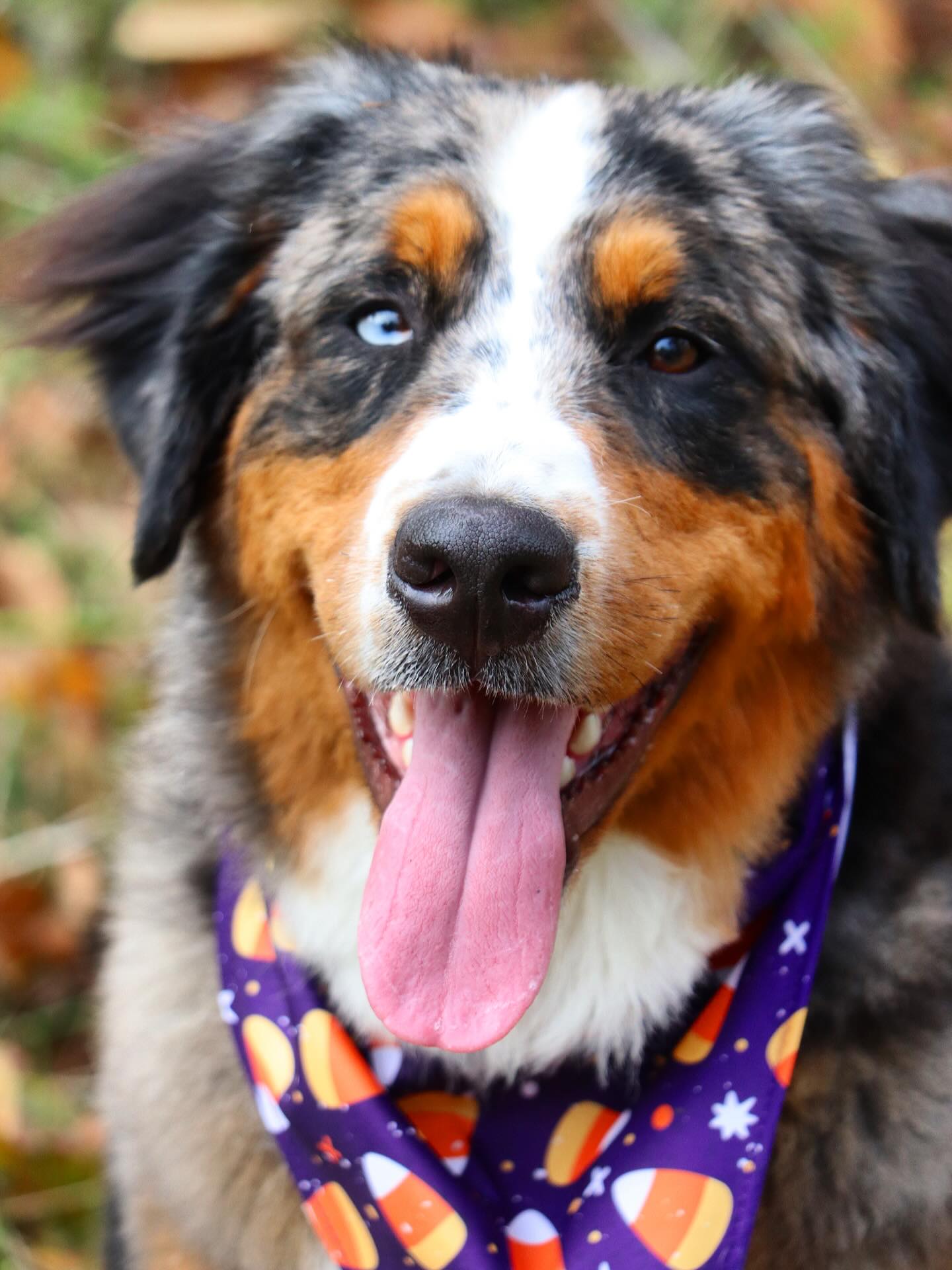 Tetris adored her spa day today 😇 #lkaustralianmountaindogs