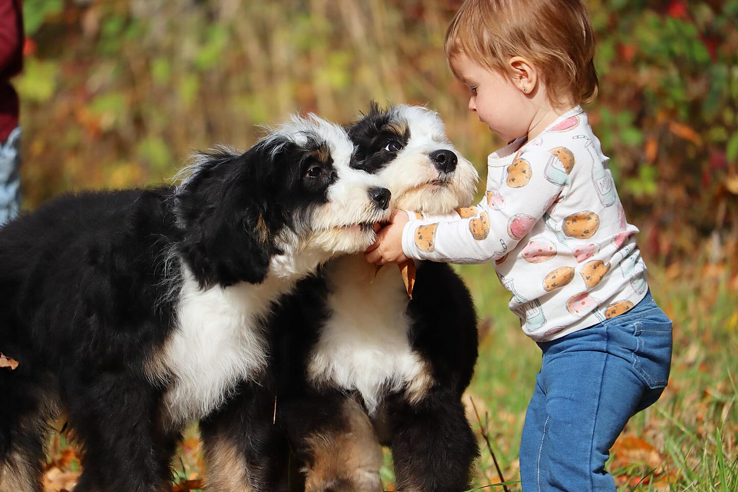 Muffins two available girls are sweet as Pie, you can’t get a more gentle mellow sweet pair of sisters, they are just the epitome of what we consistently produce- these girls are on available puppies page on our website have have been through a bit of our extended training program and are FULLY Vaccinated! Send us a submission to inquire www.LKbernedoodles.com #lkbernedoodles