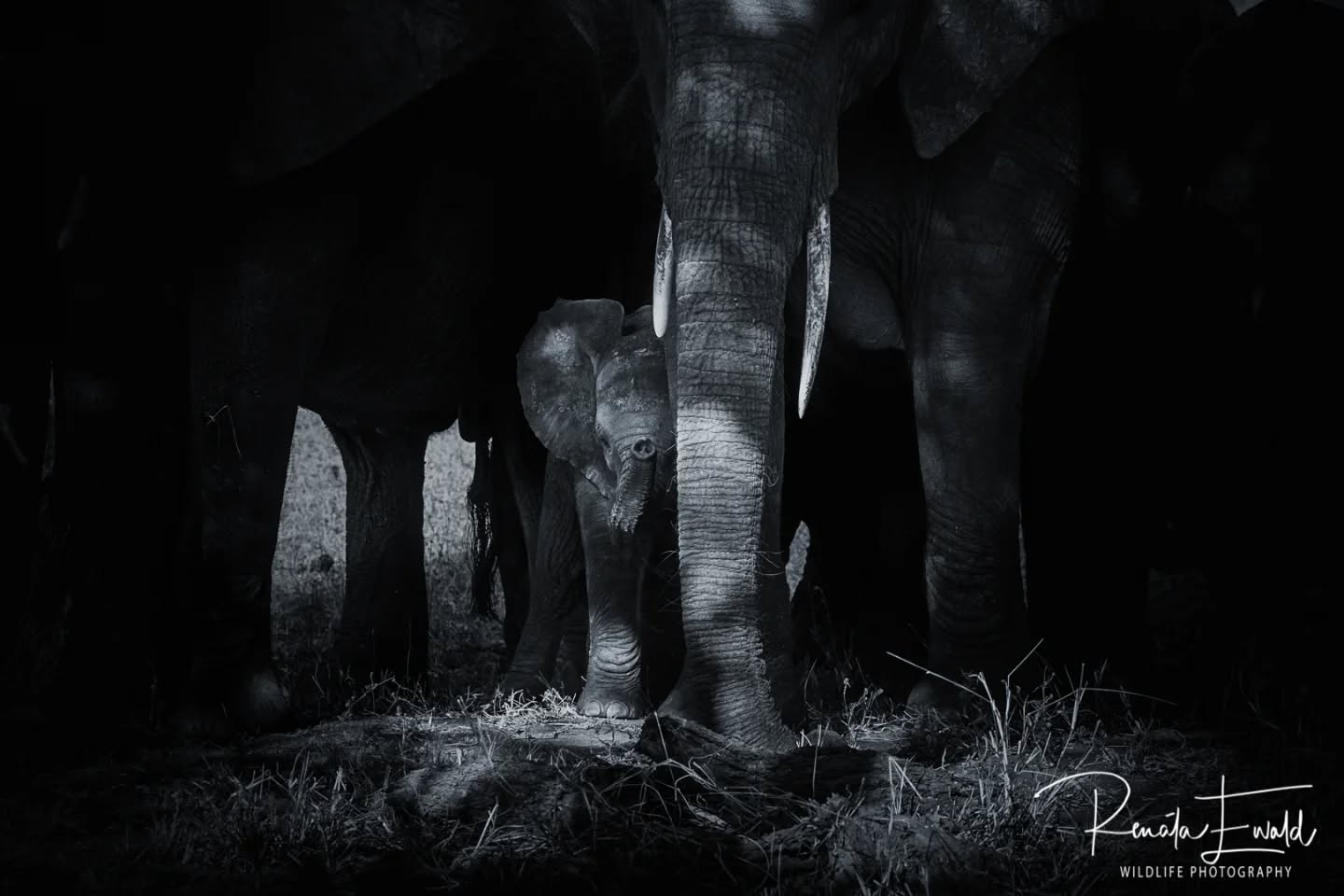 Protected ππ
Follow:π
@kedibone_safaris
www.kedibonesafaris.com
E-mail: info@kedibonesafaris.com
#kedibonesafarifamily #elephants #myafricandream #elephant #big5 #monochrome #blackandwhite #exploremopani #naturewildlifephotography #specialmoments #krugernationalpark
#bestsafaribyfar #gamedrives #wildlife #wildlifephotography #wildlifelovers #nature #natgeowild #wildographydudette #safariphoto #phalaborwaco #Africa #southafrica #girlpower #wedotourism
@krugernationalpark @phalaborwa.co.za @renataewaldwildlifephotography @meetsouthafrica @followers_for_1nstagram