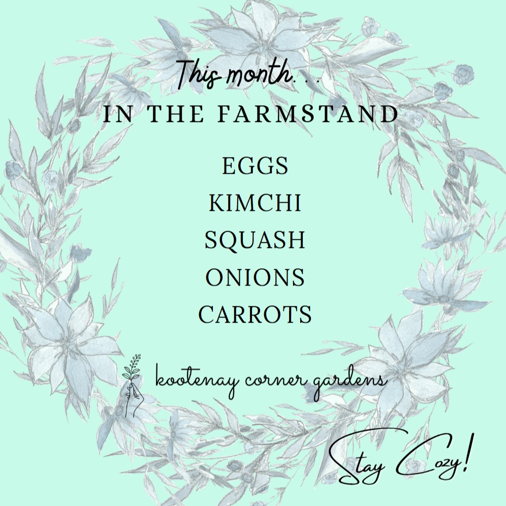 We have moved our Farmstand inside! We will be offering eggs all winter long, as well as carrots, squash, onions, and kimchi as long as supplies last! 🥕🐣🧡
Thank you so much to everyone who has supported us this season! The first year opening our Farmstand has been a big success. We are starting to see many familiar faces popping by weekly. We couldn't do this without you! Stay safe and cozy this winter and we will see you all soon! ❄💙
#farmstand #stillopen #kootenaycornergardens