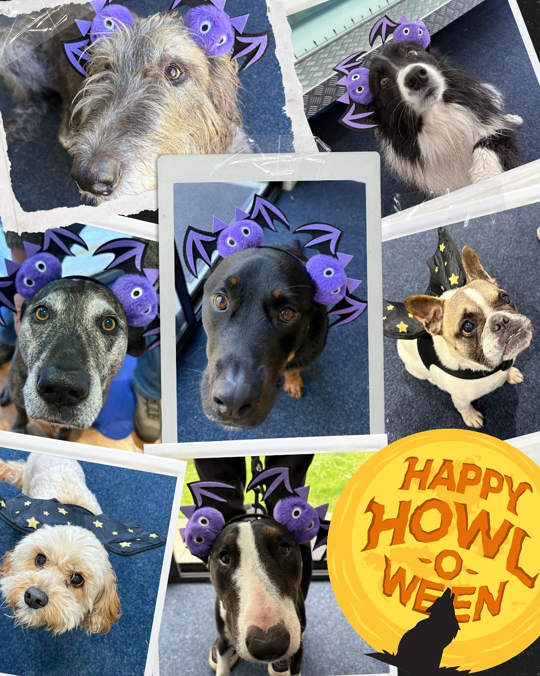 🎃👻 Happy HOWL-o-ween, fur-iends! 🐾
Our furry patients got into the Halloween spirit this week. Don’t worry - no tricks here, just treats (and a few extra pats for being so cute 😍)
It’s always great to see their personalities shine, whether they’re walking in the hydro treadmill or posing for spooky photos!
#happyhowloween #dogrehab #spookypups #hydrotherapyfordogs #caninehydro #batdog #kilsyth #montrose #croydon #rehab4pets_au
