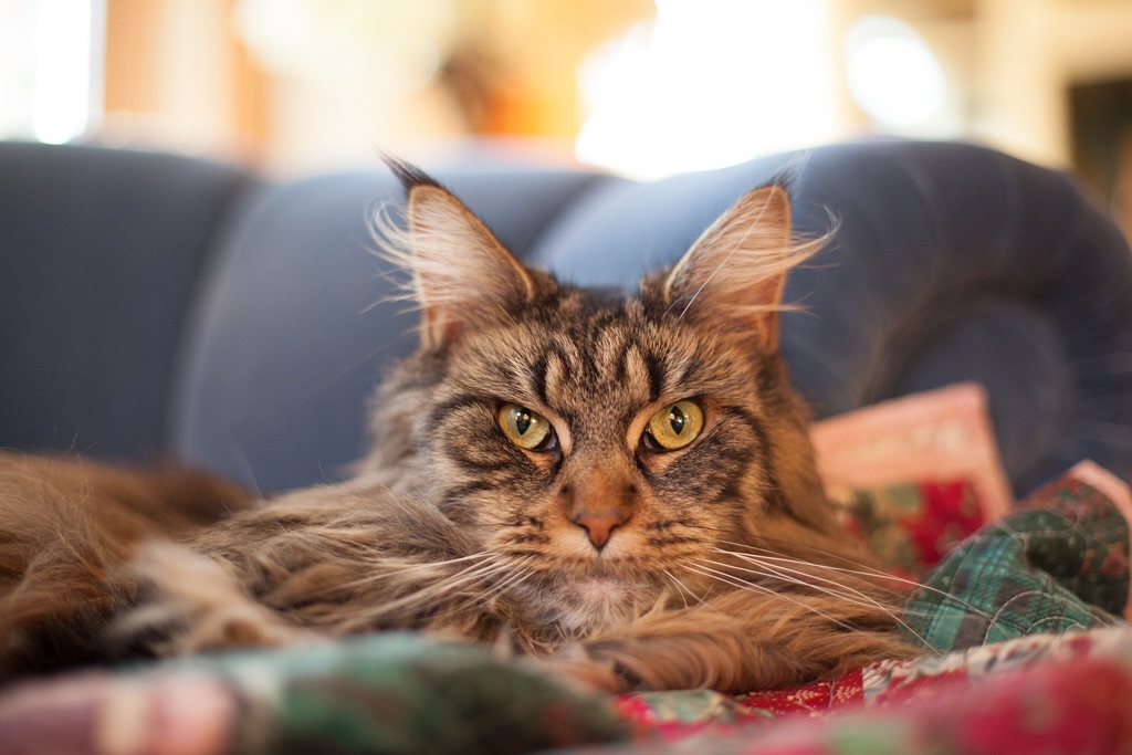 He’s more of a scaredy cat than a scary cat, we promise! 👻
Happy Halloween from Dashi the Maine Coon, the dogs, the sheep, the humans, and all the other creatures here at Wild Rose Farm! 🎃
#mainecoon #scaredycat #halloweenvibes #farmfamily