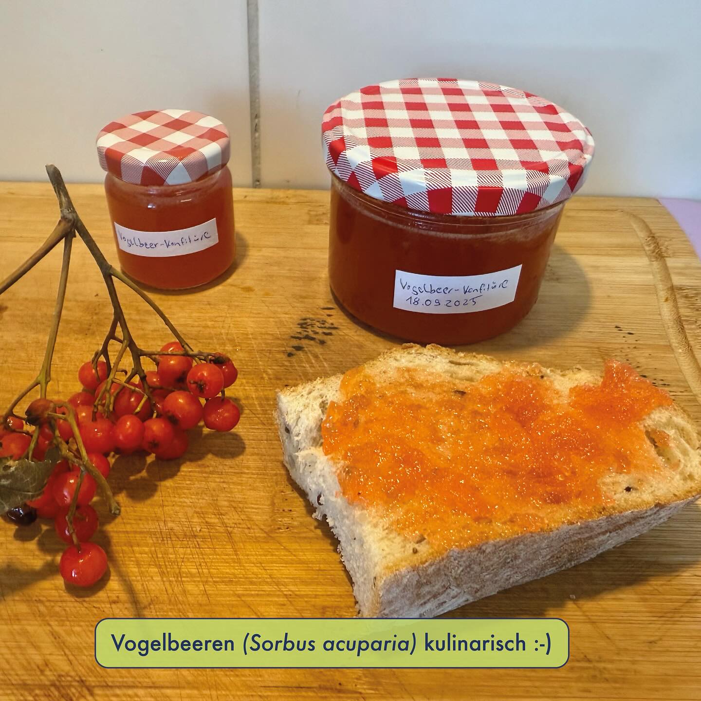 VOGELBEEREN (Sorbus aucuparia) 🍒🦅
Ja, Vogelbeeren sind giftig, denn sie enthalten den Giftstoff Parasorbinsäure. Kulinarisch kann man sie aber trotzdem nutzen, ja man kann sogar ein paar rohe Früchte problemlos roh verzehren. Diese sind allerdings so stark bitter, dass man nicht auf die Idee kommt, eine grössere Mengen davon zu essen. Erhitzen wandelt Parasorbinsäure in die ungiftige Sorbinsäure um (Sorbinsäure ist übrigens auch als Lebensmittel-Konservierungsstoff unter dem Namen „E200“ bekannt). Ein paar Tage im der Tiefkühltruhe vor der Verarbeitung reduziert ausserdem die Bitterkeit.
Trotz Frost und Erhitzen und Zuckerzusatz ist jedoch auch eine pure Vogelbeeren-Marmelade zwar fruchtig, trotzdem v.a. im Nachgeschmack eher von der bitteren Sorte. Deshalb wird empfohlen bei der Konfitüre die Vogelbeeren zusammen mit Äpfeln zu mischen (im Verhältnis 1:1). Dann ist der bittere Nachgeschmack nur noch schwach. Man kann die Vogelbeeren auch trocknen (im Backofen Umluft bei ca. 50 Grad mit leicht geöffnetem Spalt für ca. 10-15 Stunden, resp. ca. 1-2h davon bei 100 Grad um die Parasorbinsöure abzubauen), wodurch man sie als lagerbare Trockenfrüchte als Snack, im Müesli oder Joghurt verwenden kann. Allerdings haben auch diese einen bitteren Nachgeschmack. Der Likör der hats geschmacklich auch in sich. Der Tresterfrüchte sind am Ende gar nicht mehr bitter und können im Anschluss auch zu Trockenfrüchten getrocknet werden
wilde Grüsse 🍒
David
#essbarewildpflanzen #wildpflanzen #wildkräuter #wildkräuterküche #wildkräutersammeln #bushcraft #outdoor #foraging #wildfrucht #wildfruit #vogelbeeren #sorbusaucuparia