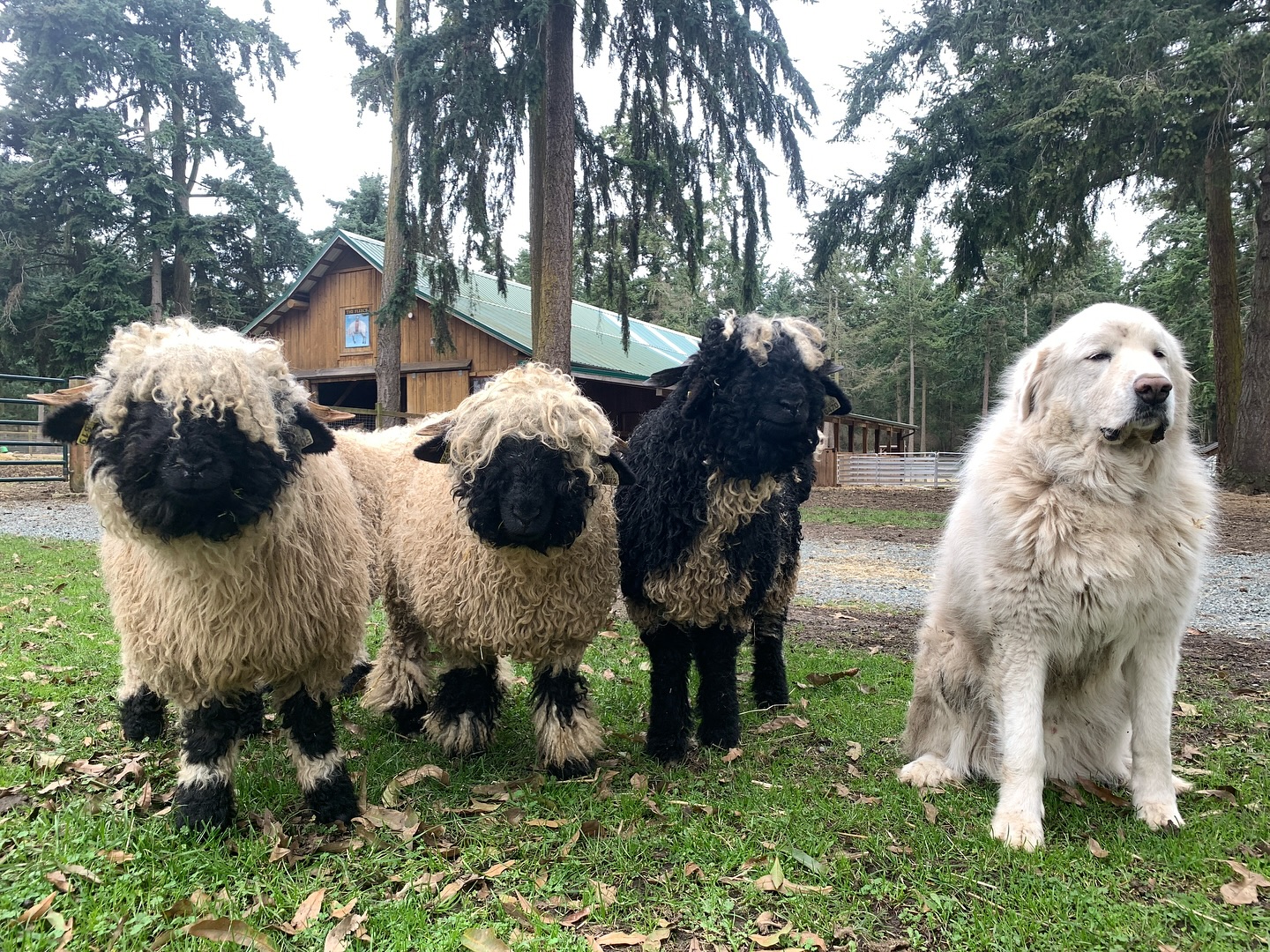 Trying to blend in with the flock this Halloween… think anyone will notice? 🎃🐾🐑
#greatpyreneesofinstagram #greatpyrenees #farmdog #guardiandog #sheepfarm #halloween #costume