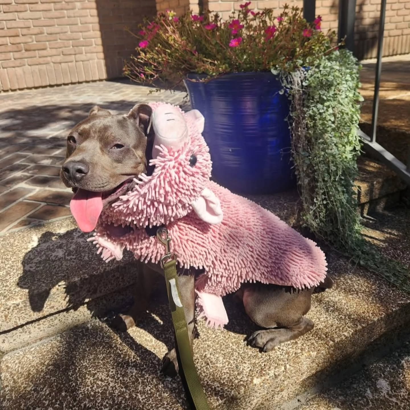 Courage the Piggie is up for adoption with Renegade Paws! @renegadepawsrescue
We want to see your pups in their costumes!! Send your pics to Abby at 401-258-3638 and we will share them here!
#dog #dogs #dostagram #dogsofinstagram #pup #puppy #pupper #doggo #puppylove #doglove #doglover #doggie #doglife #puppylife #dogsofinsta #puppiesofinstagram #dogsofsavannah #dogoftheday #pets #doglife #dogtraining #dogboarding #dogsitting #petcare #savannah