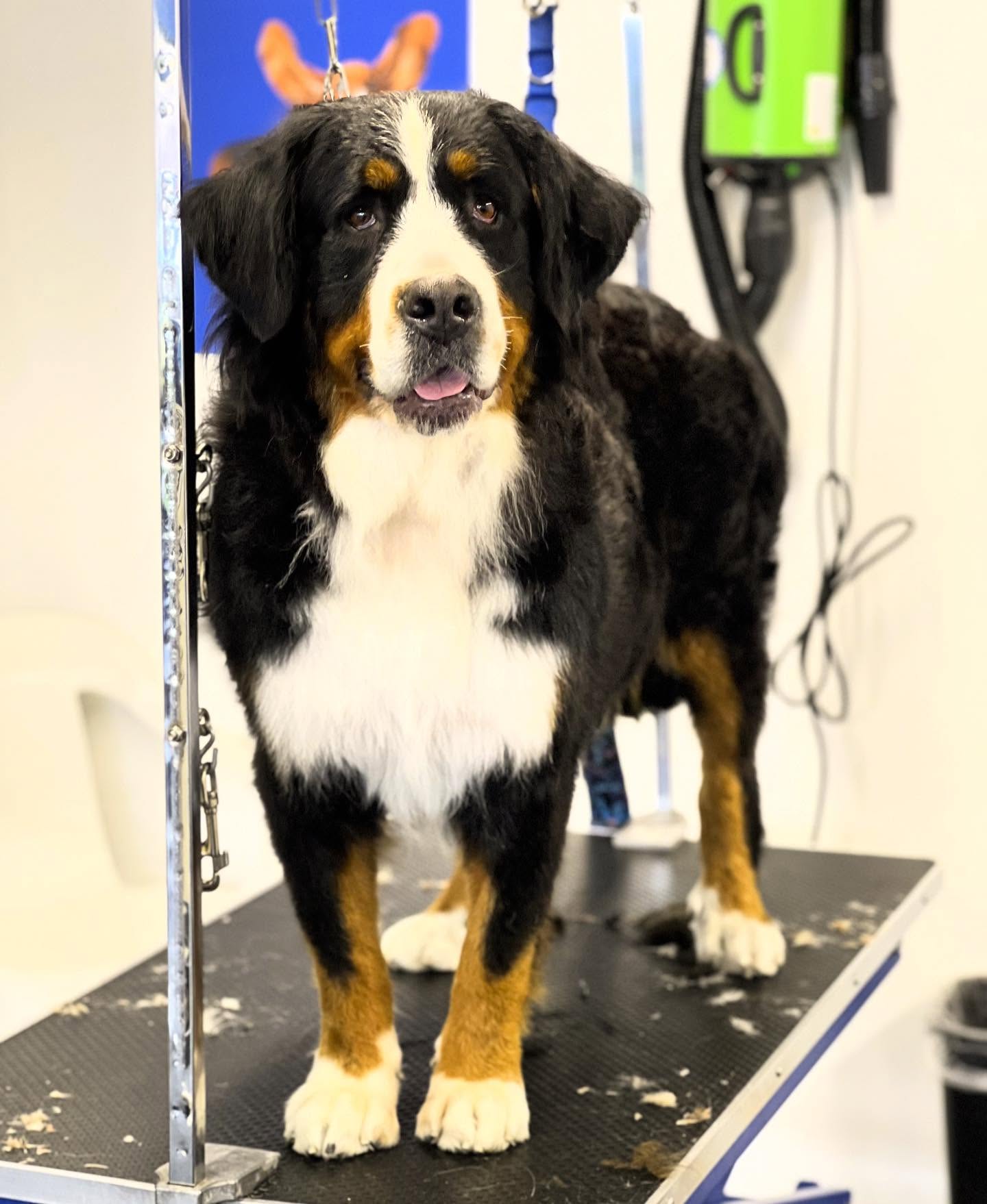 Miss Esme looking fresh after a spa day with Miss Sarah 💋 #LKBernese @lkbernesemountaindogs