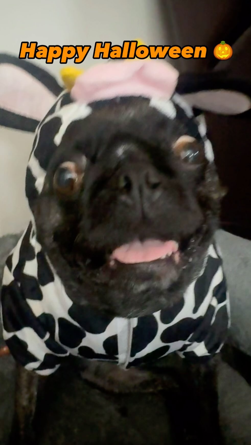 #halloweeen #pug #puglove #dog #cow #costume
