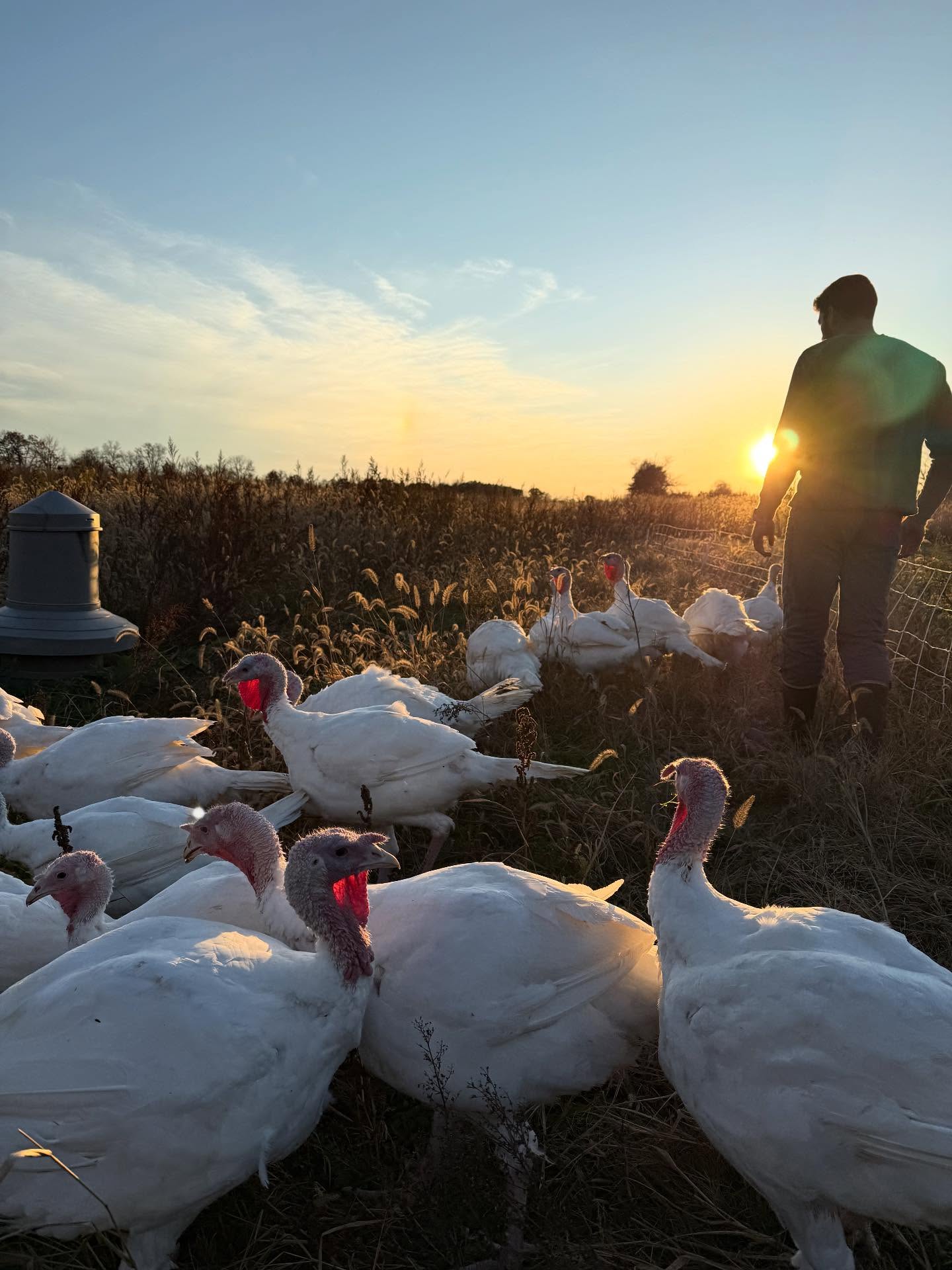 Turkeys are plumping up! We have a few more Thanksgiving turkeys available for pre order. Check out our website for details!
https://www.tasteandseefarmco.com/product-page/2024-pastured-turkey-deposit