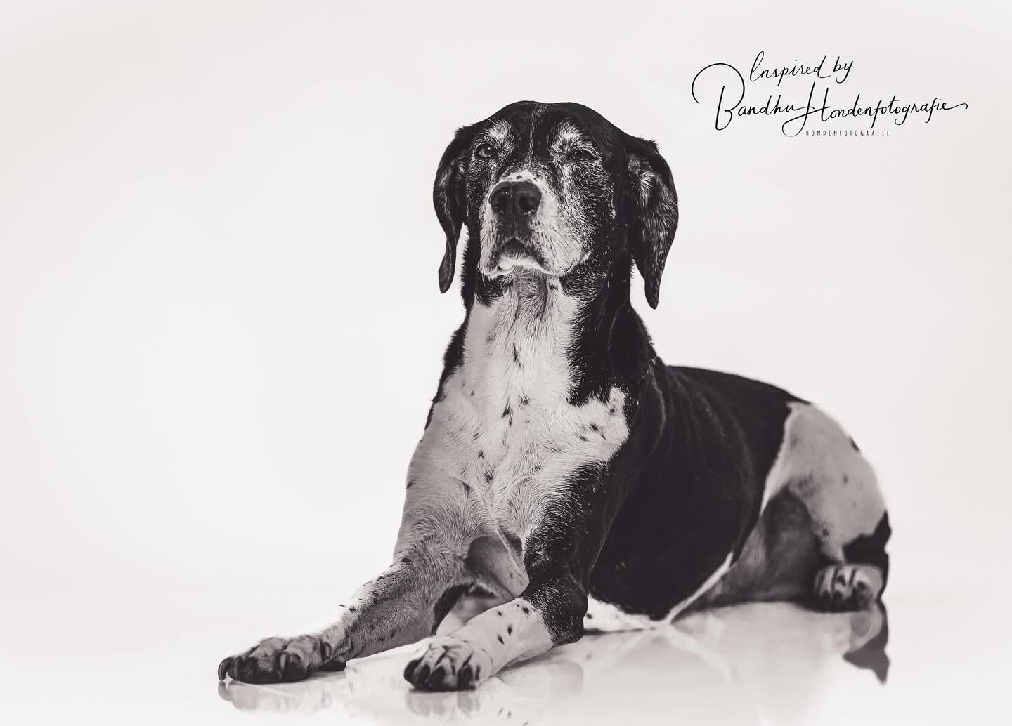 #dogshoot #fotoshoot #hondenfotograaf #dogsofinstagram #dog #hundeglück #hundeliebe❤️🐾 #hundefotografie #jouwhondopdefoto #inspiredbybandhuhondenfotografie