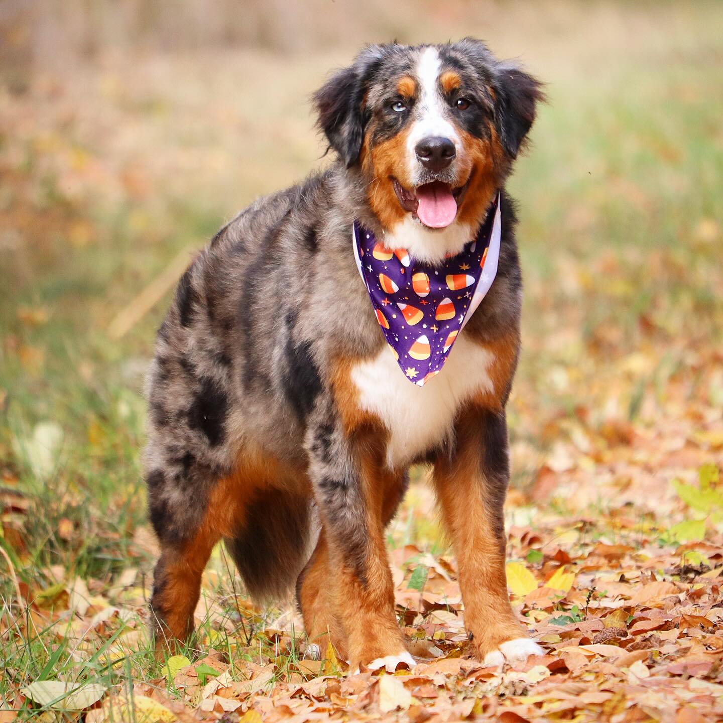 Tetris 💋 #lkaustralianmountaindogs #australianmountaindog
